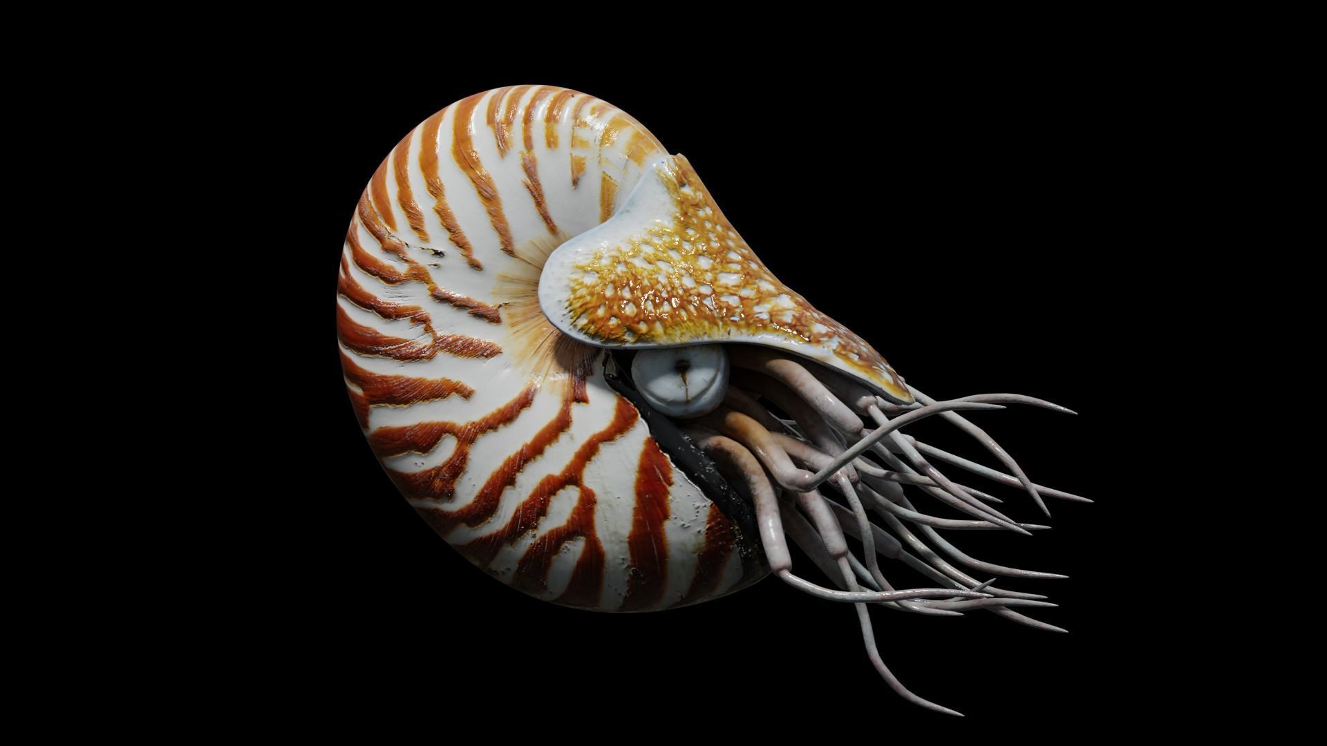 Chambered nautilus Low-poly 3D model_0