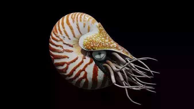 Chambered nautilus Low-poly 3D model