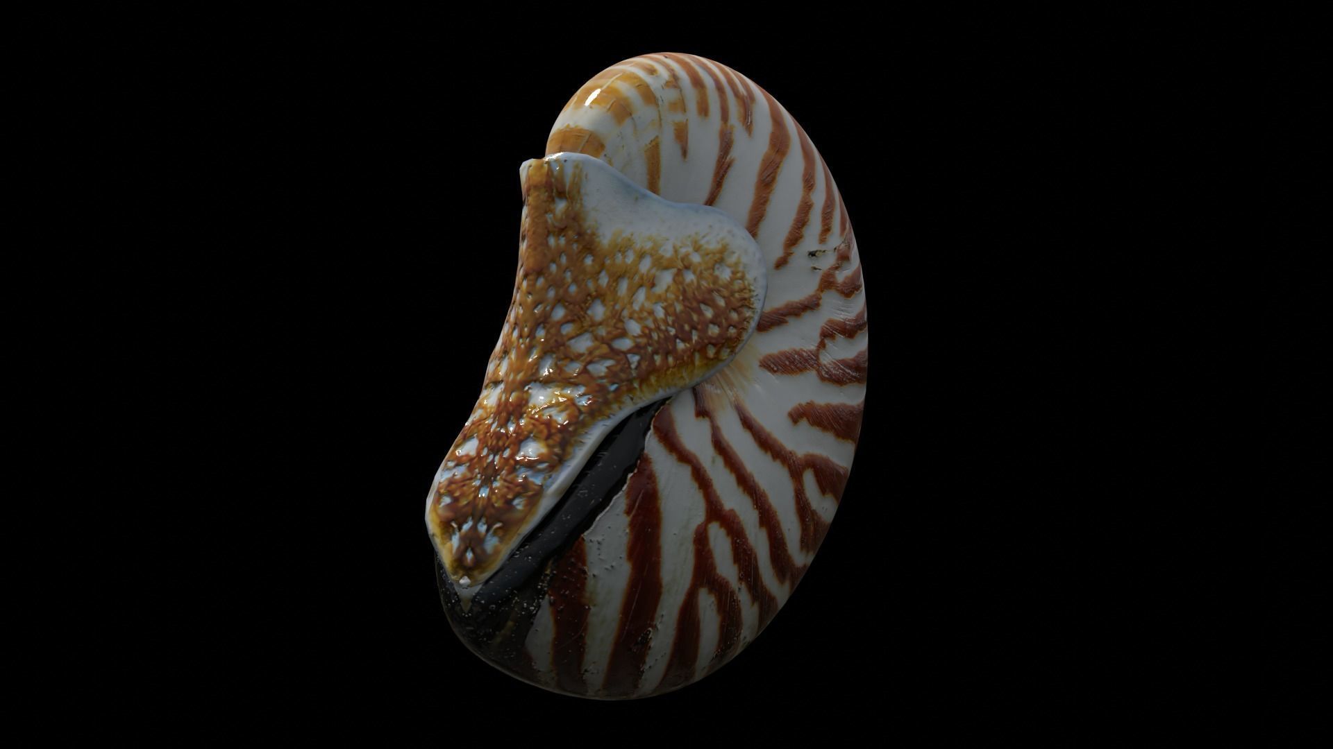 Chambered nautilus Low-poly 3D model_15