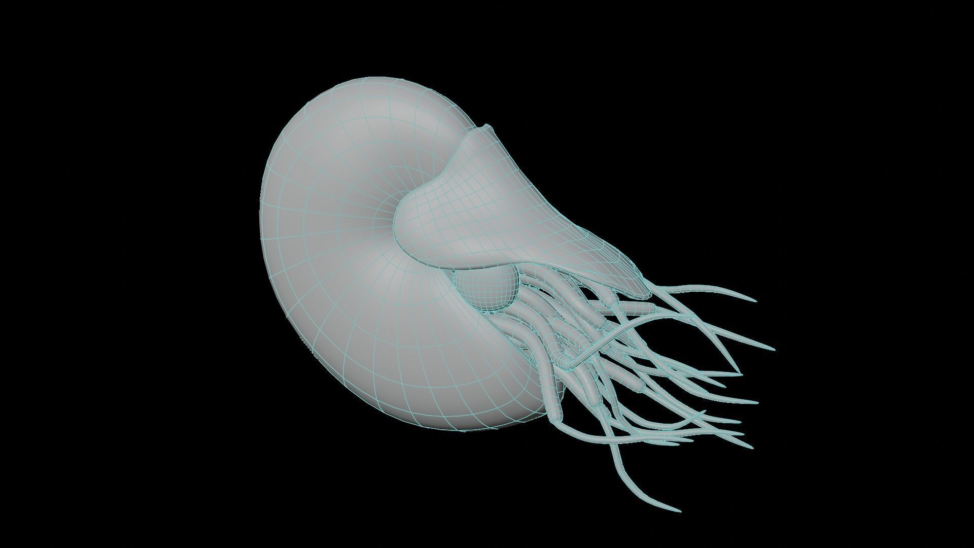 Chambered nautilus Low-poly 3D model_18