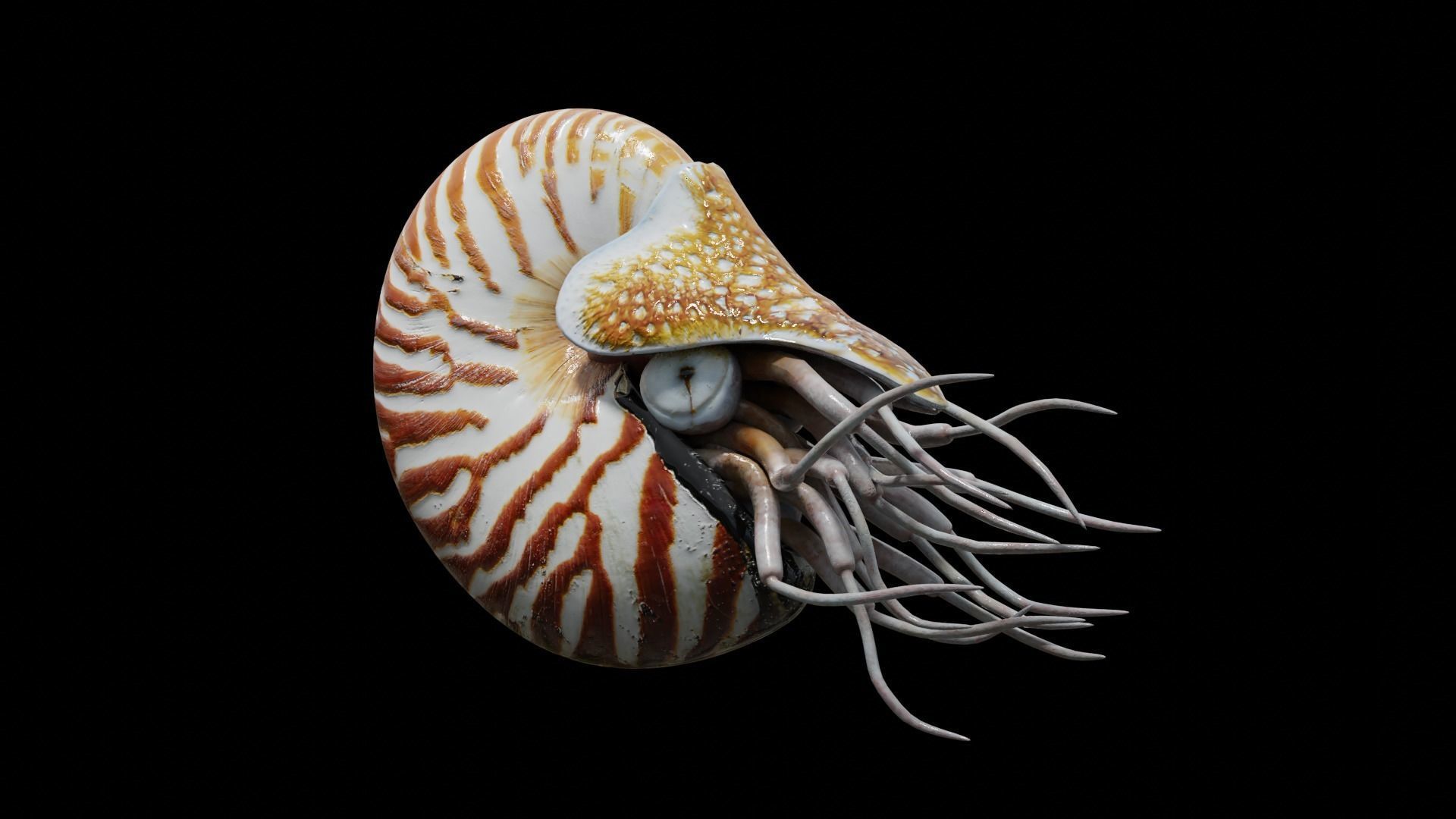 Chambered nautilus Low-poly 3D model_6