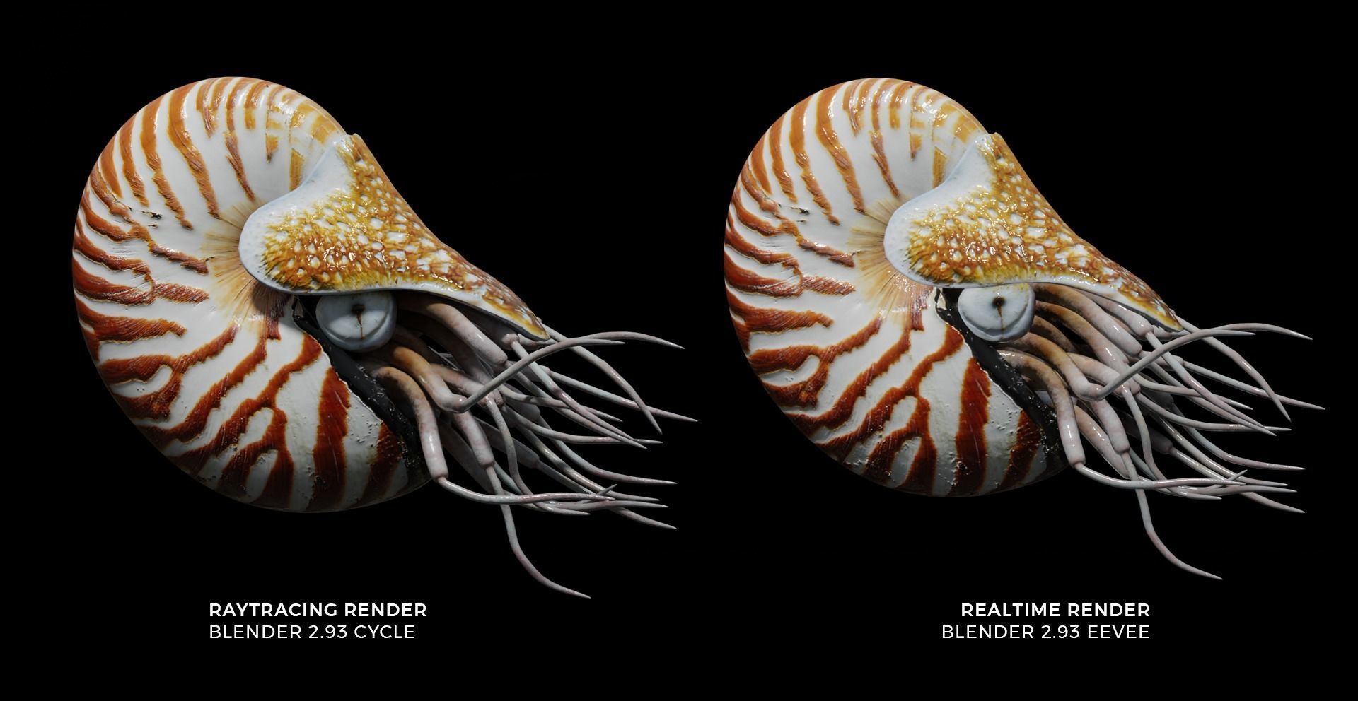 Chambered nautilus Low-poly 3D model_2