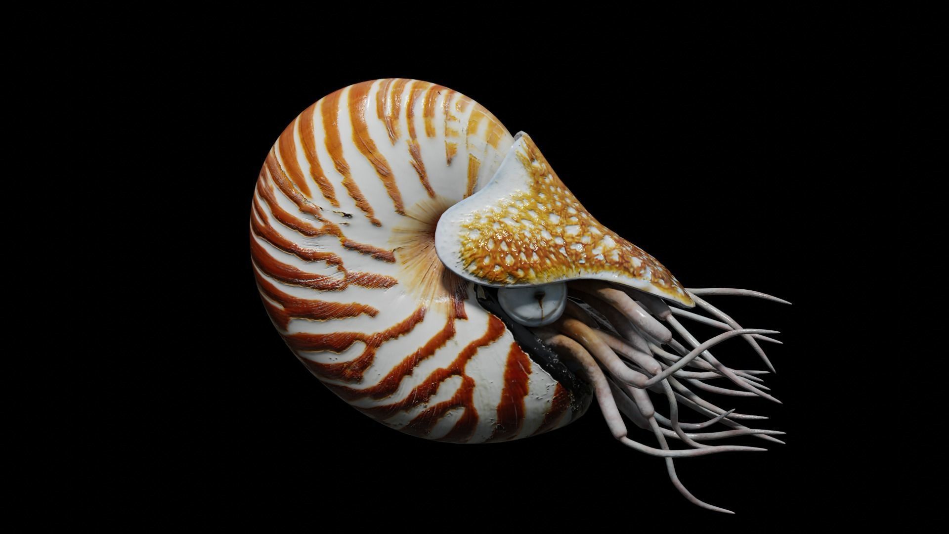 Chambered nautilus Low-poly 3D model_41