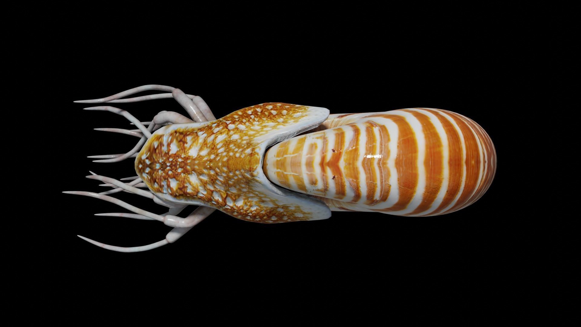 Chambered nautilus Low-poly 3D model_35