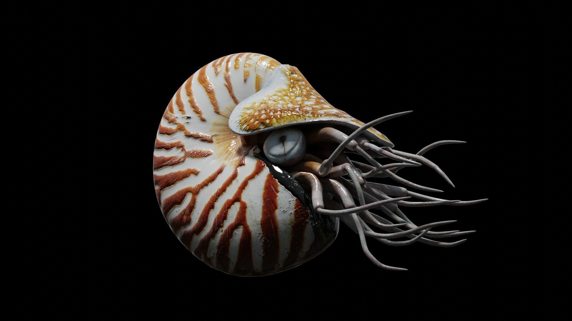 Chambered nautilus Low-poly 3D model_42