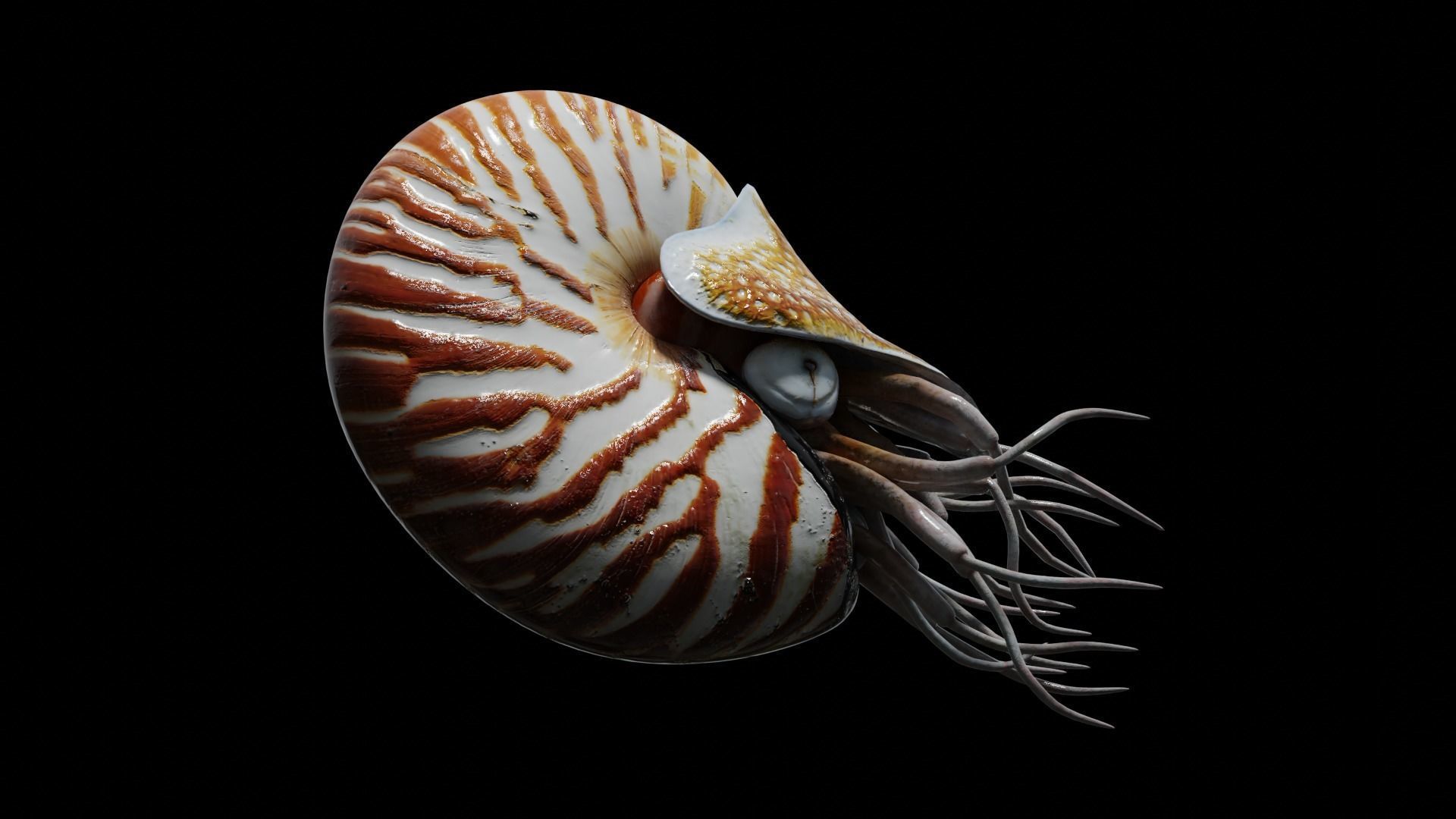 Chambered nautilus Low-poly 3D model_32