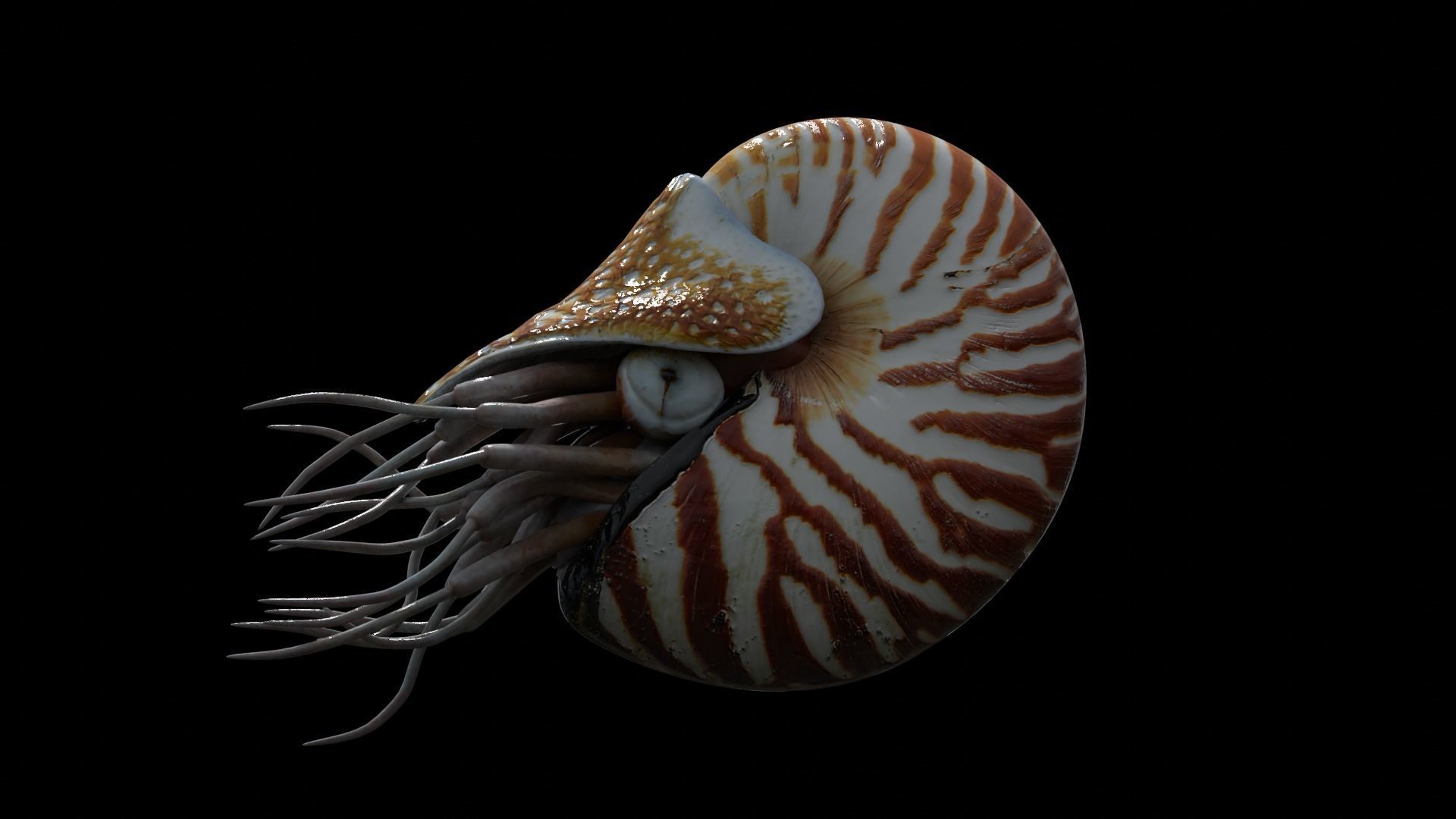 Chambered nautilus Low-poly 3D model_11