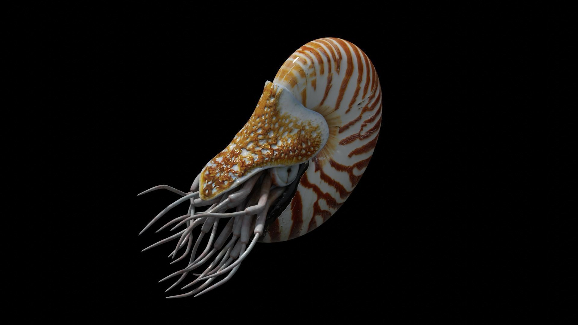 Chambered nautilus Low-poly 3D model_37