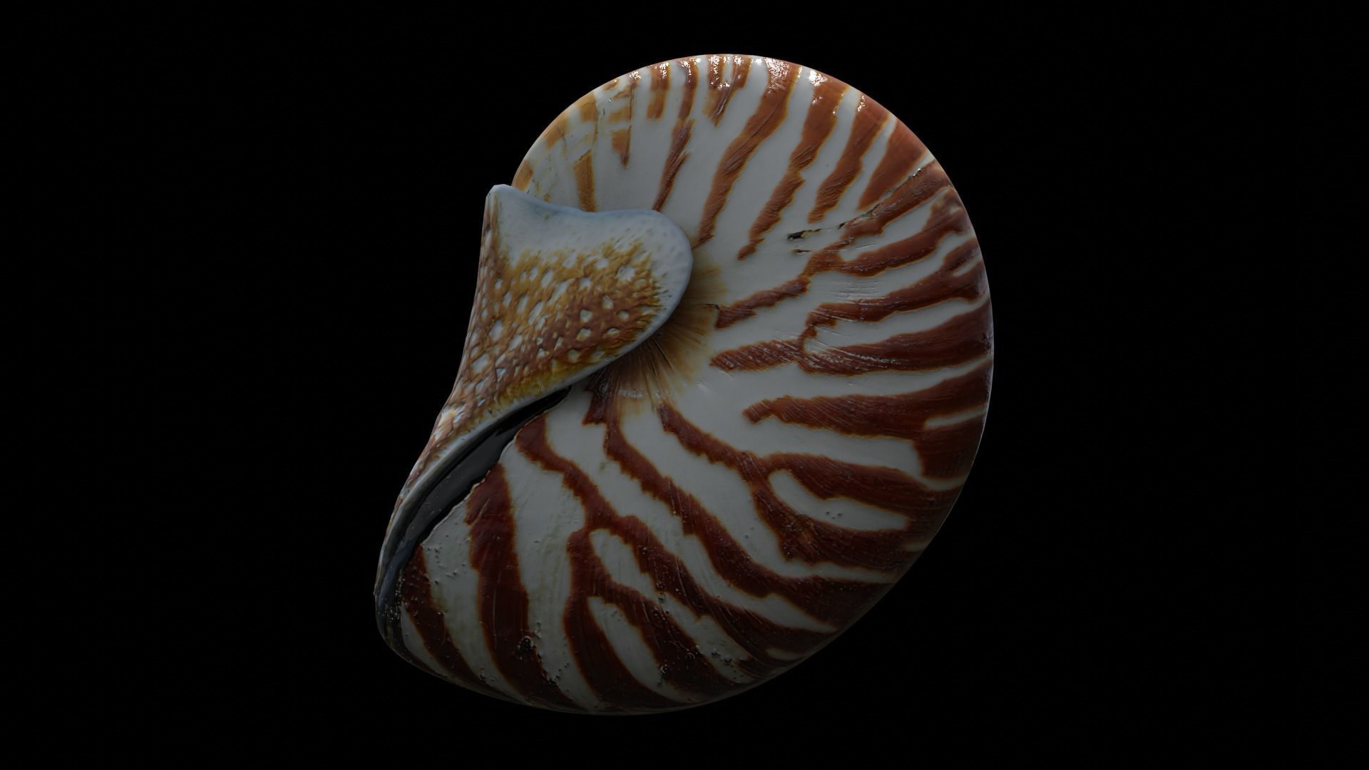 Chambered nautilus Low-poly 3D model_13