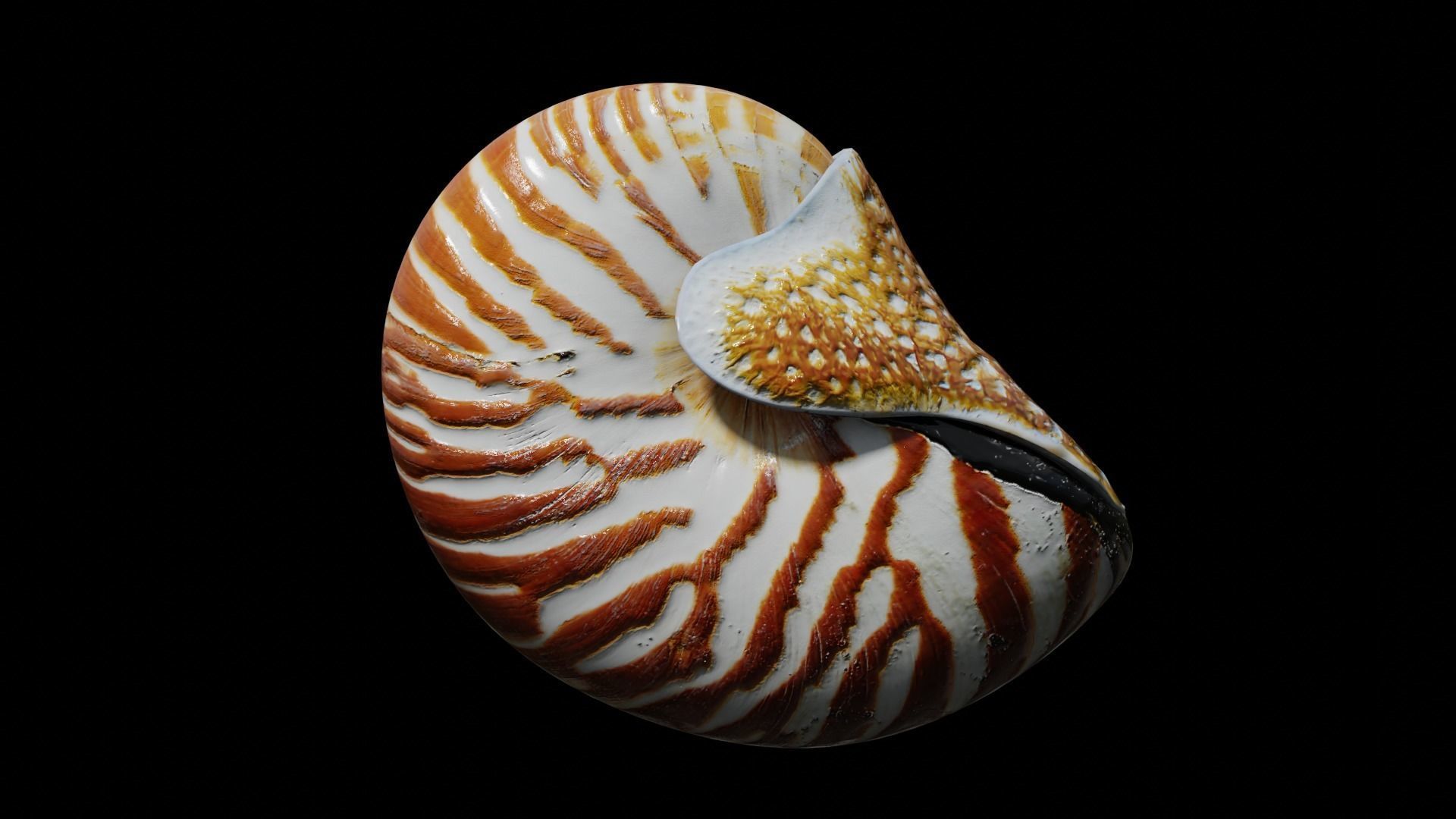 Chambered nautilus Low-poly 3D model_14