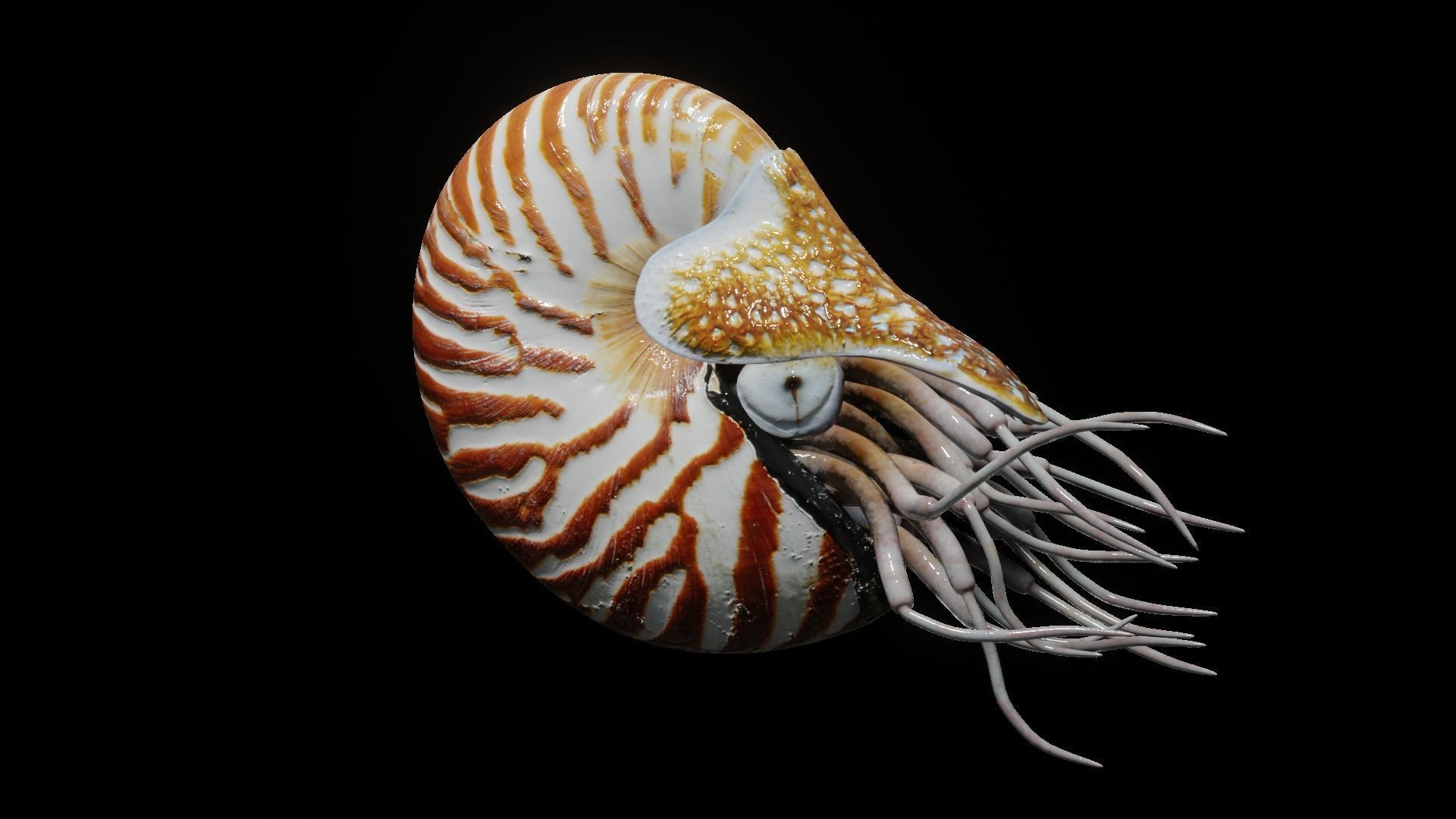 Chambered nautilus Low-poly 3D model_28