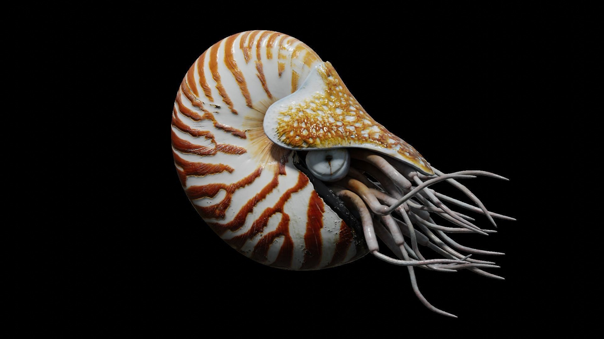 Chambered nautilus Low-poly 3D model_27