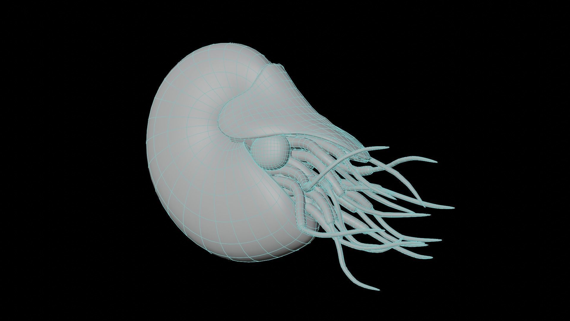 Chambered nautilus Low-poly 3D model_45