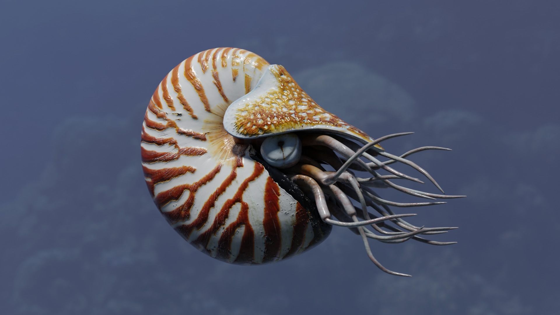 Chambered nautilus Low-poly 3D model_39