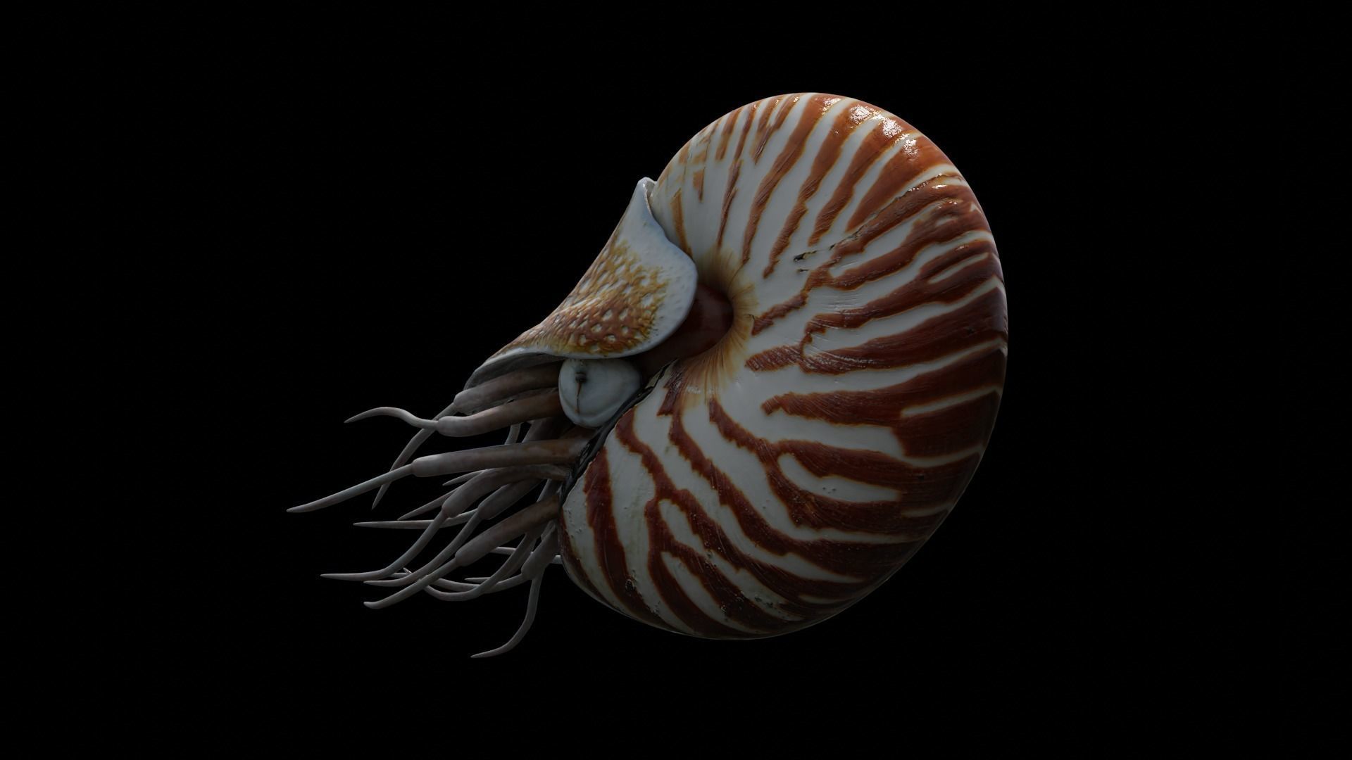 Chambered nautilus Low-poly 3D model_12