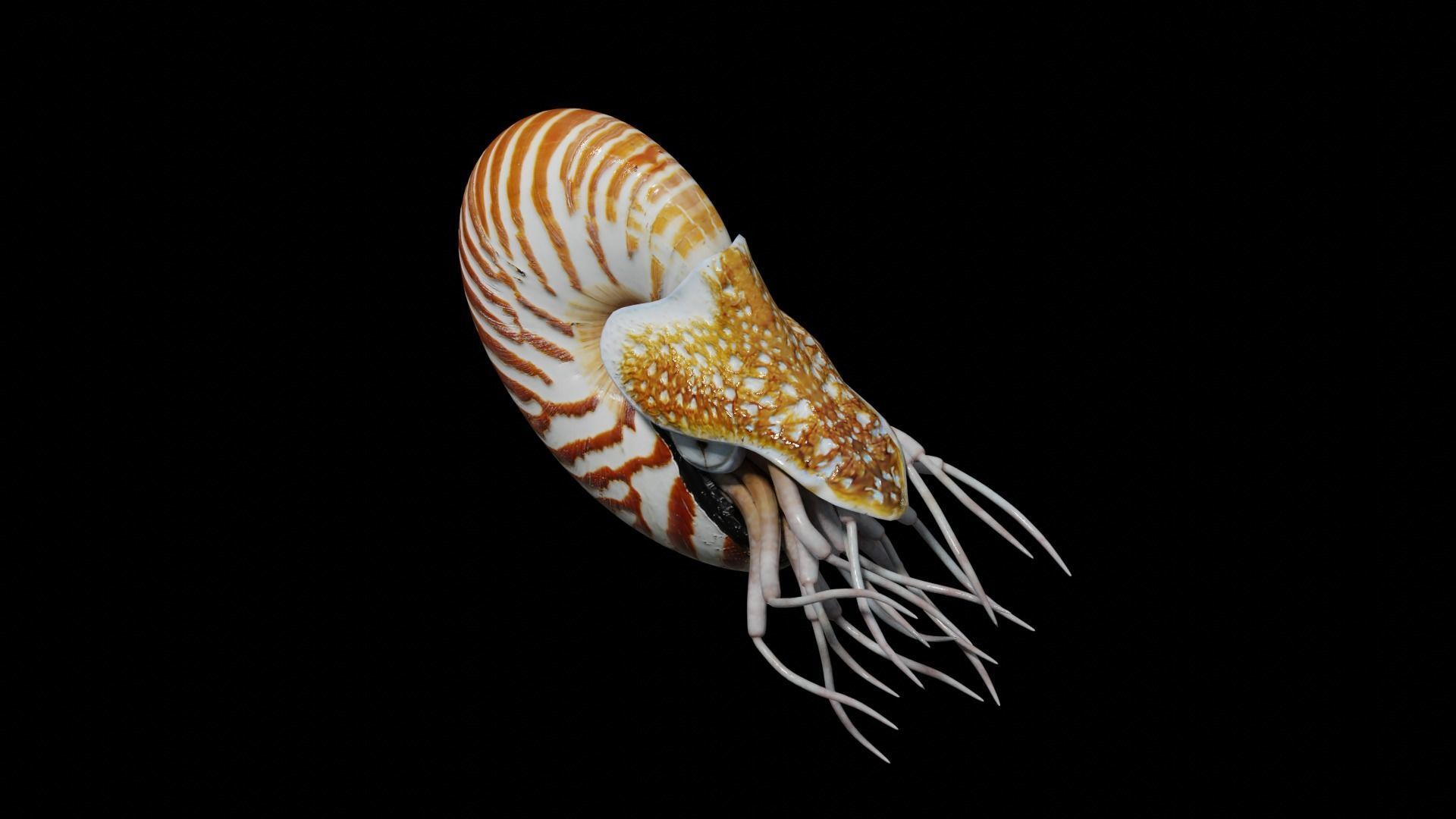 Chambered nautilus Low-poly 3D model_33