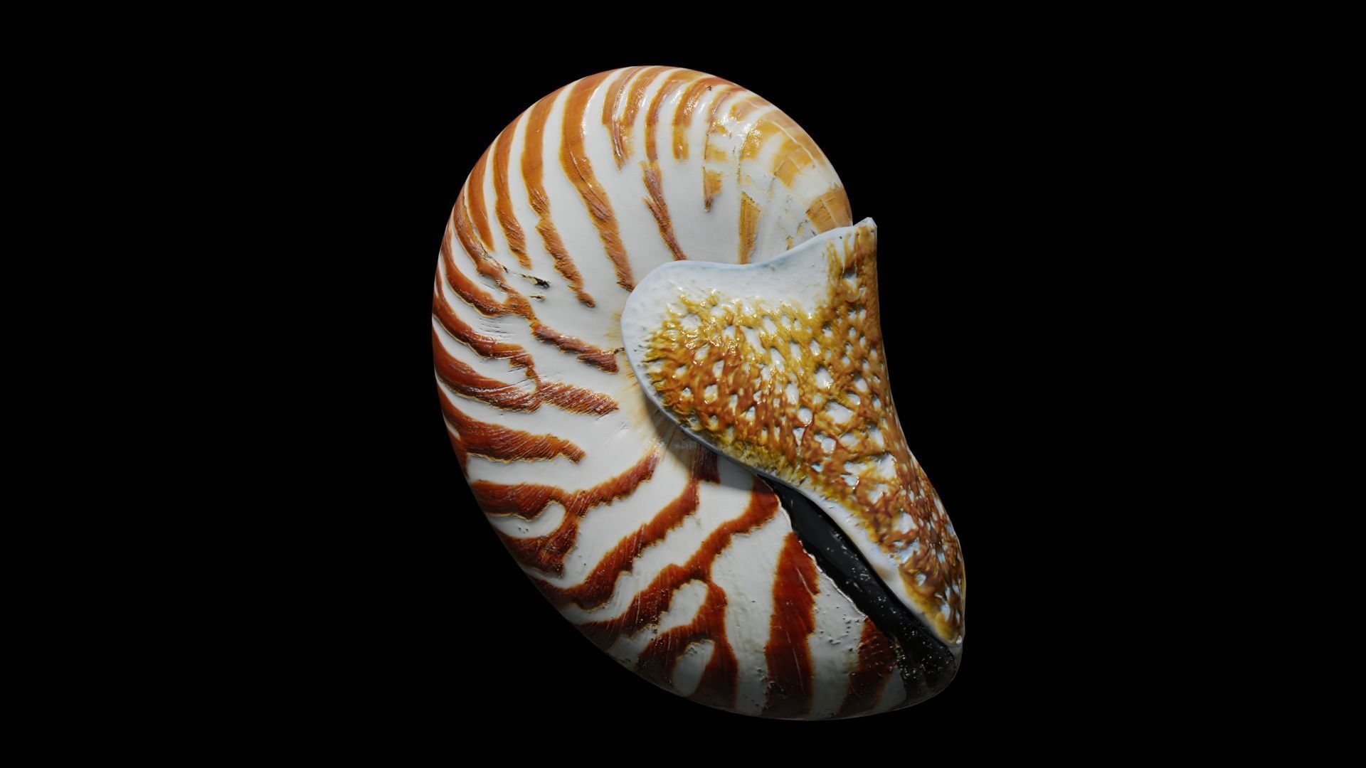 Chambered nautilus Low-poly 3D model_16