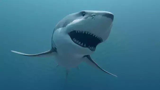 Great White Shark Low-poly 3D model