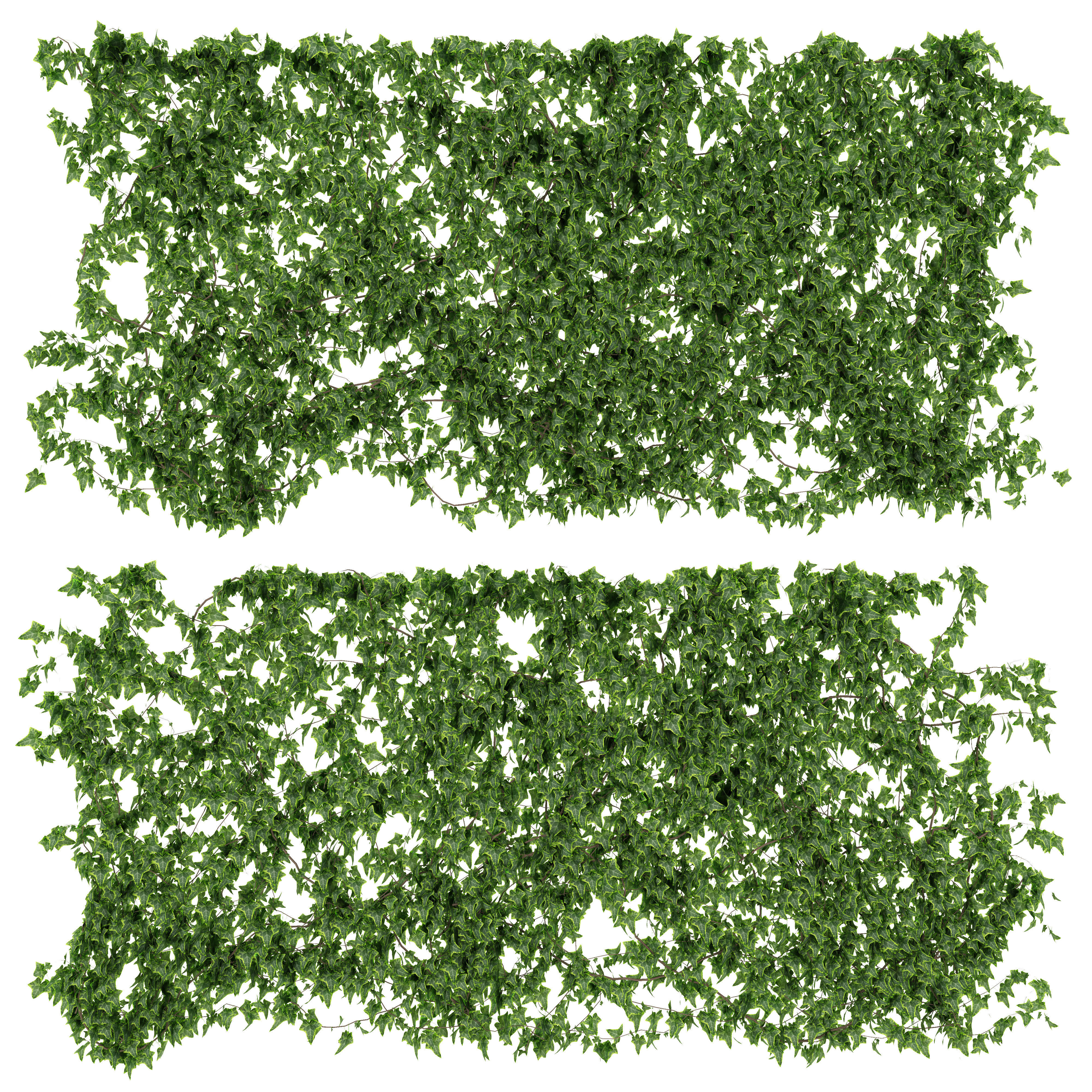 Ivy walls 2 models