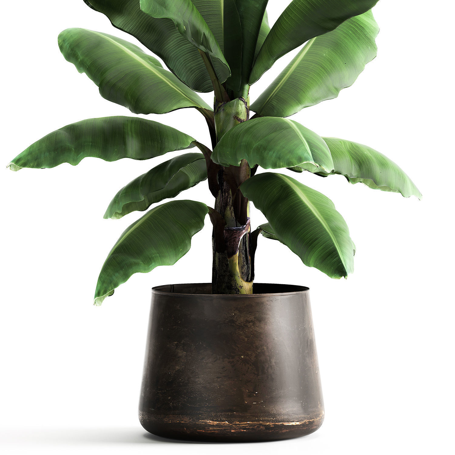 Ravenala palm in a rust pot for the interior 977 3D model_1