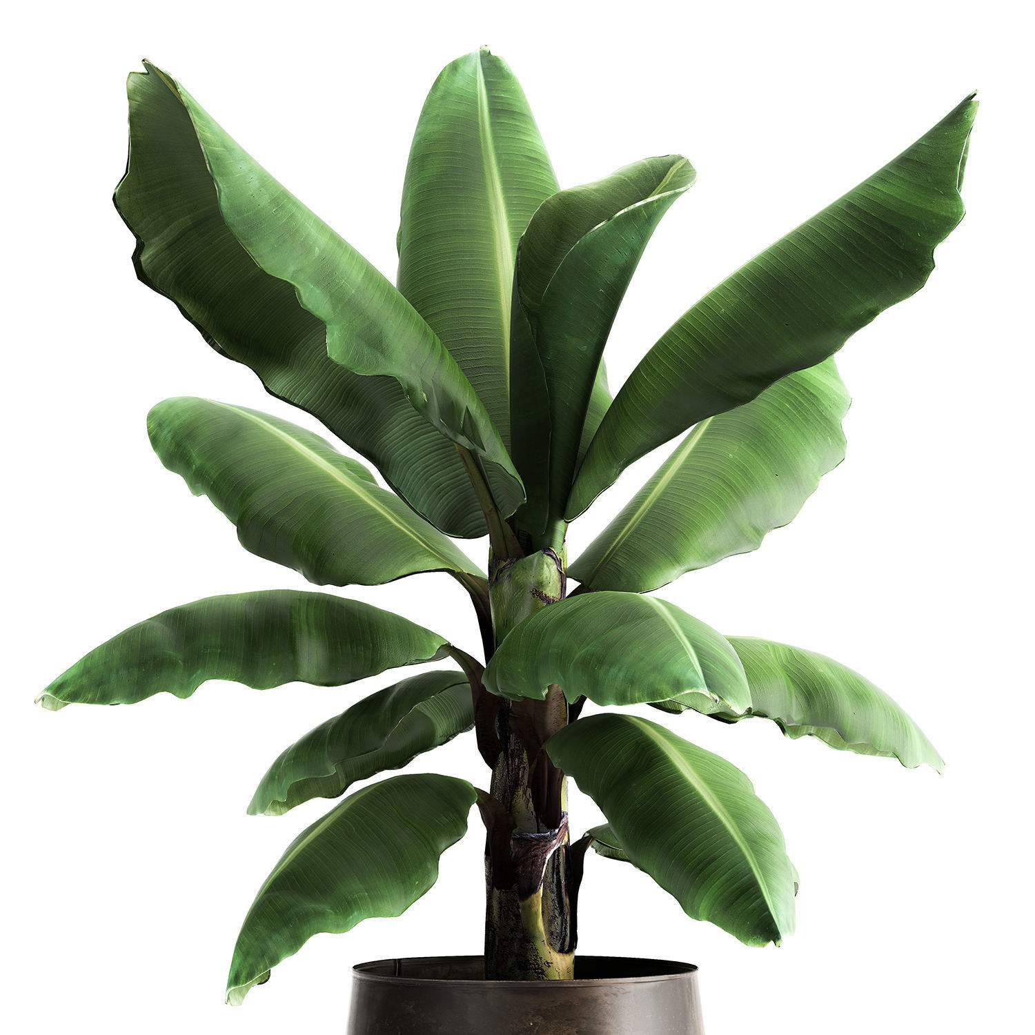 Ravenala palm in a rust pot for the interior 977 3D model_2