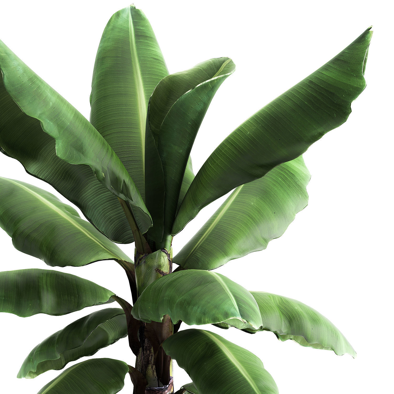 Ravenala palm in a rust pot for the interior 977 3D model_3