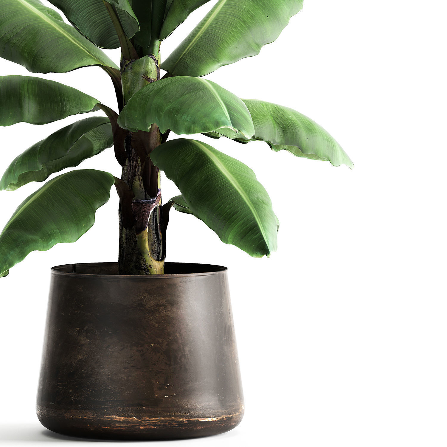 Ravenala palm in a rust pot for the interior 977 3D model_4