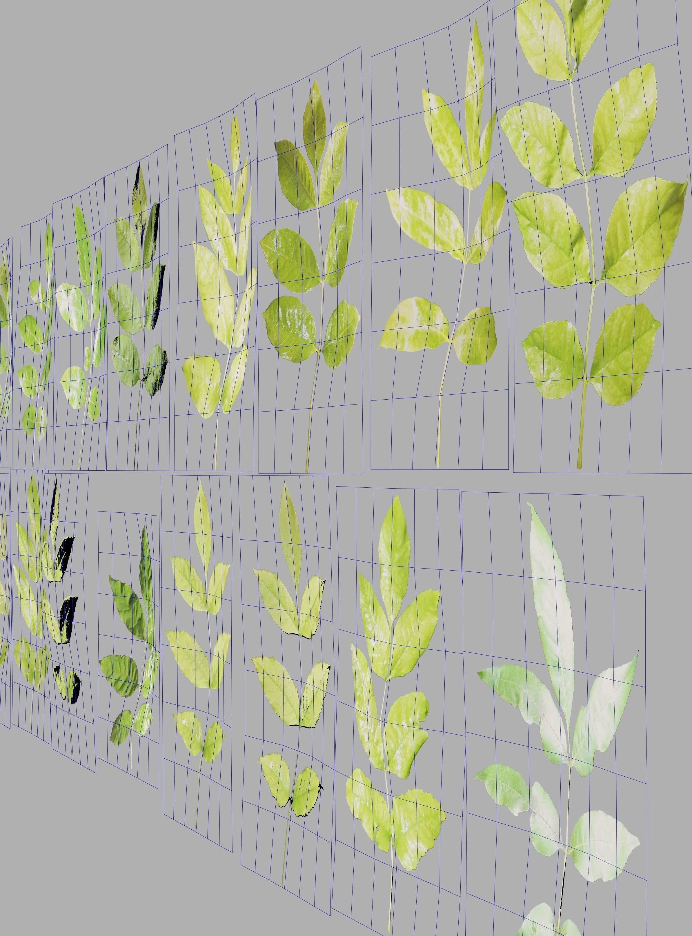Ash-leaved tree ver 0-0 3D model_6