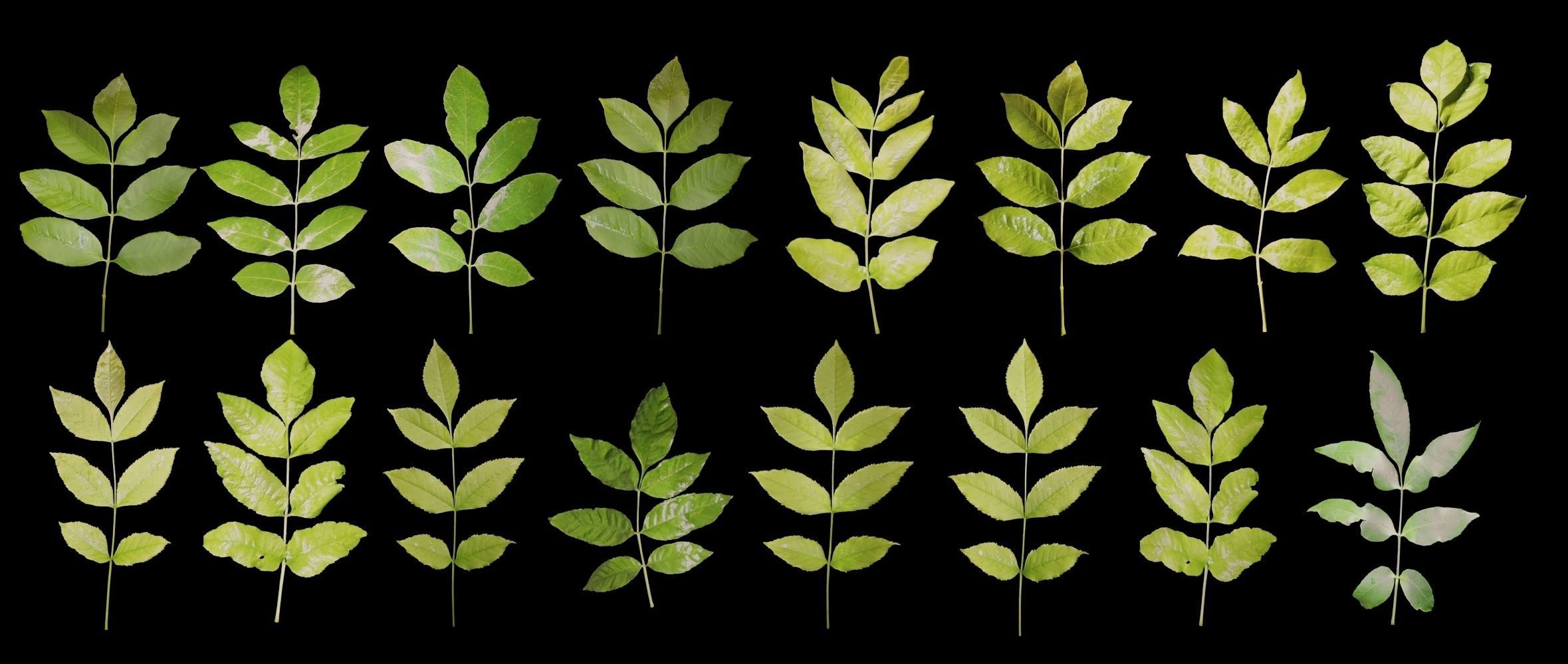 Ash-leaved tree ver 0-0 3D model_3