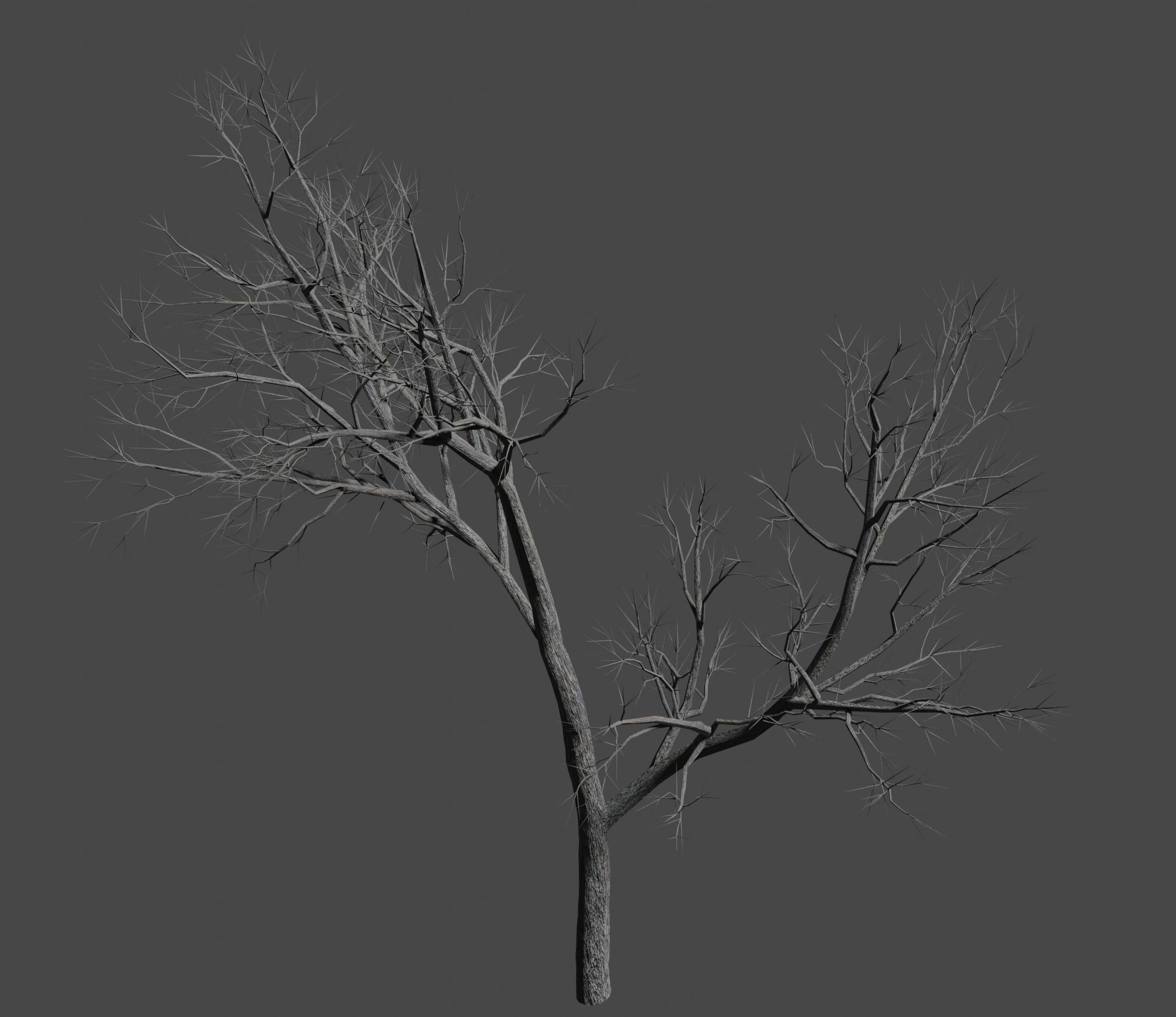 Ash-leaved tree ver 0-0 3D model_2