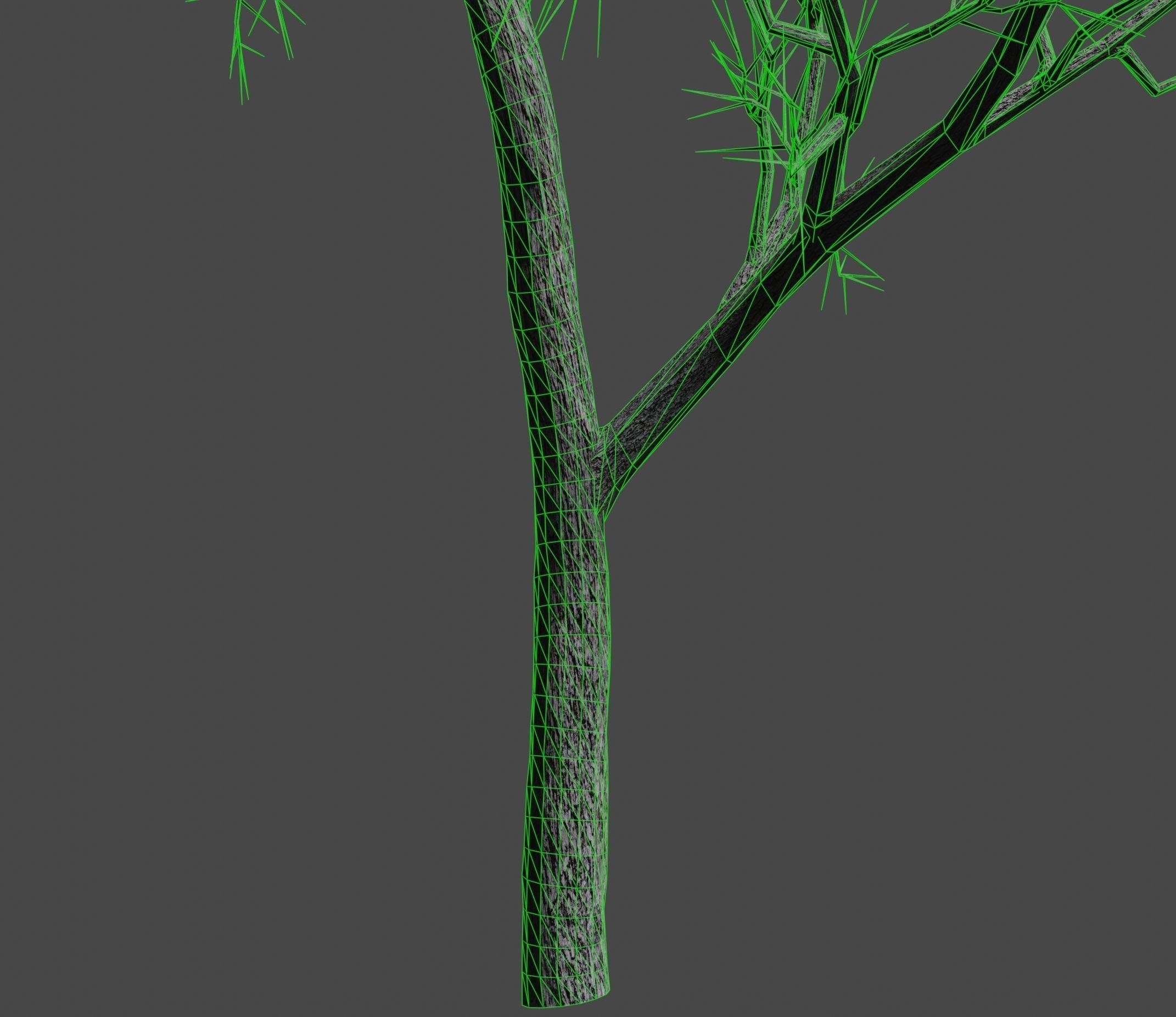 Ash-leaved tree ver 0-0 3D model_5
