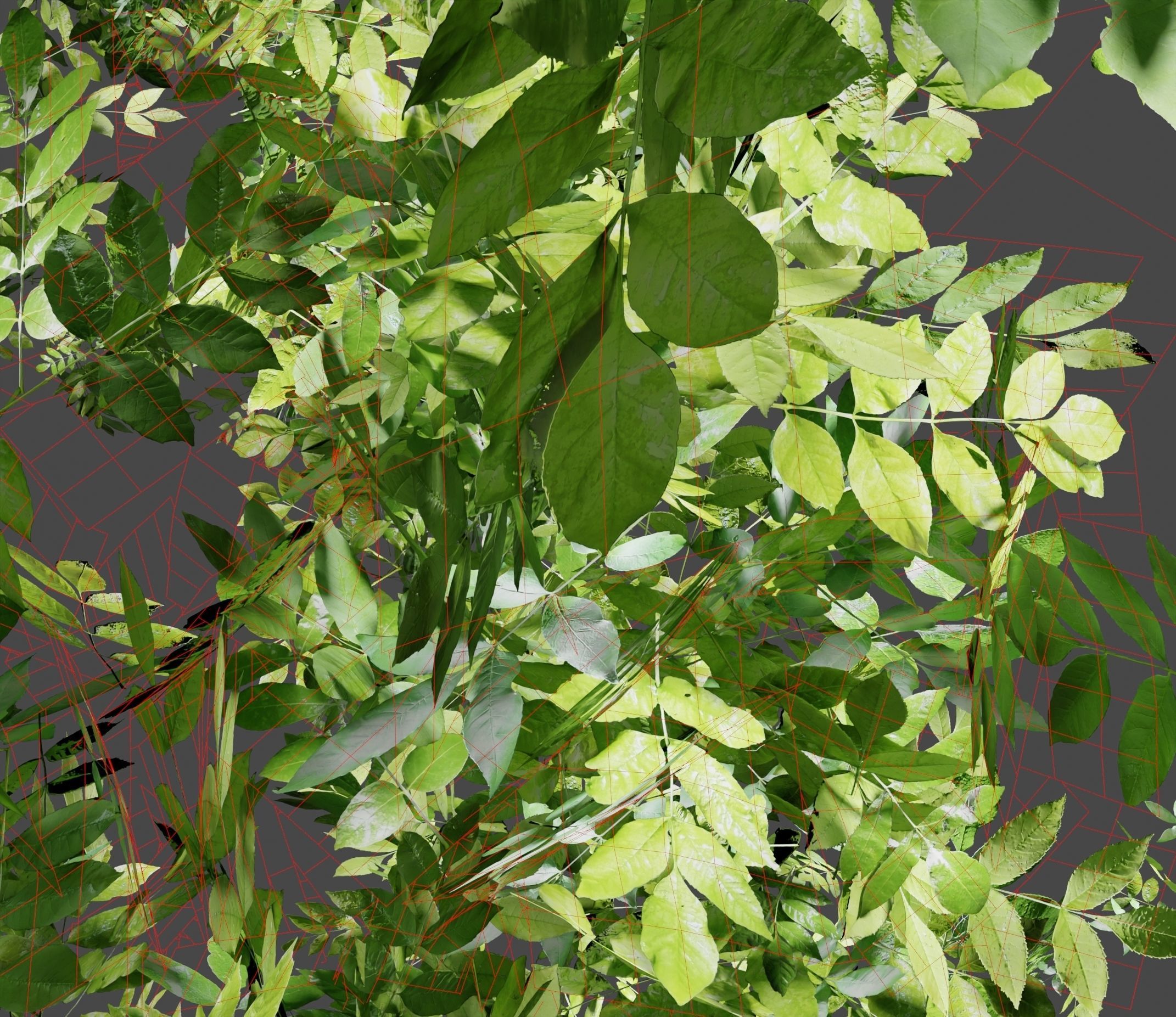 Ash-leaved tree ver 0-0 3D model_7
