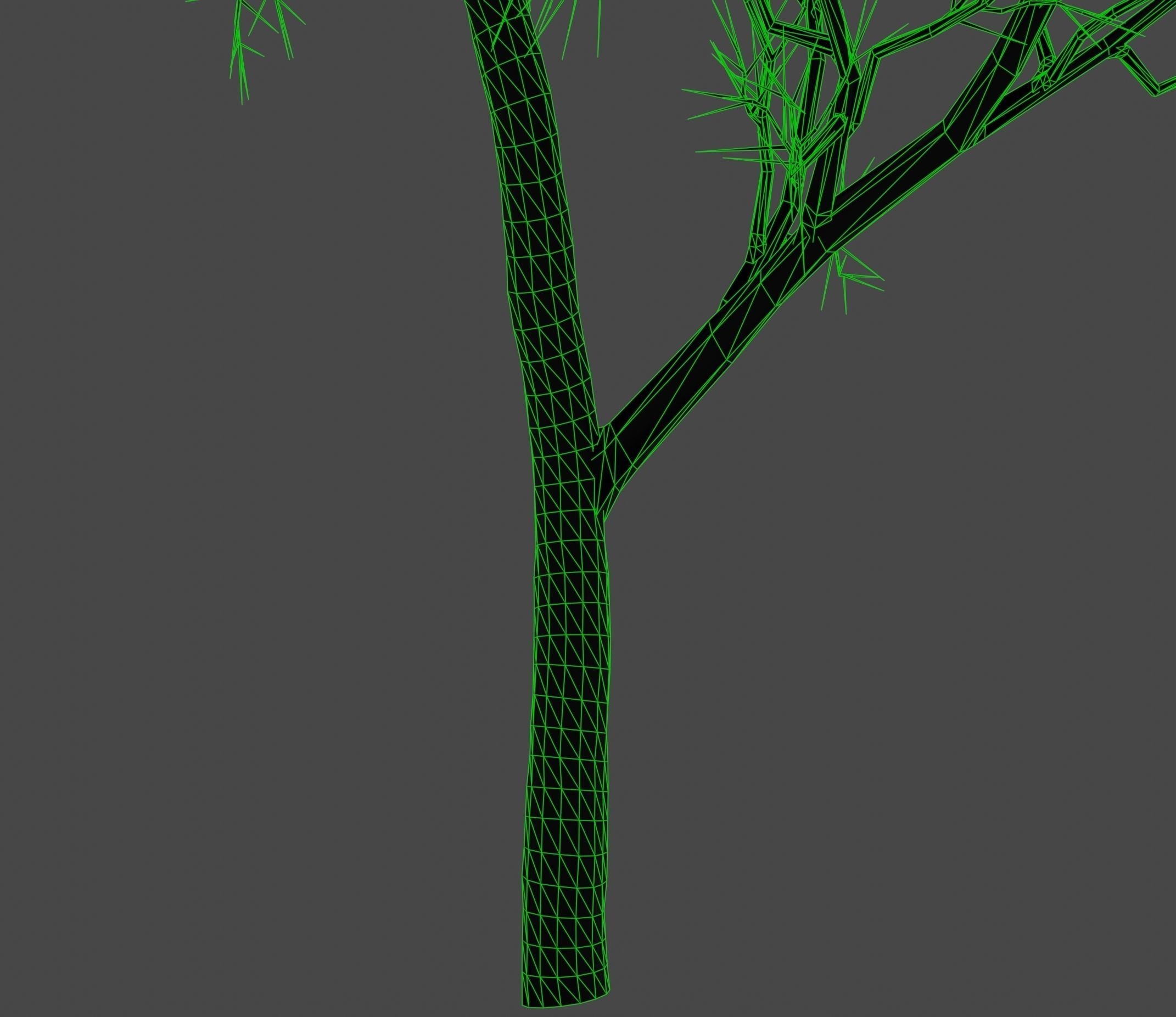 Ash-leaved tree ver 0-0 3D model_4