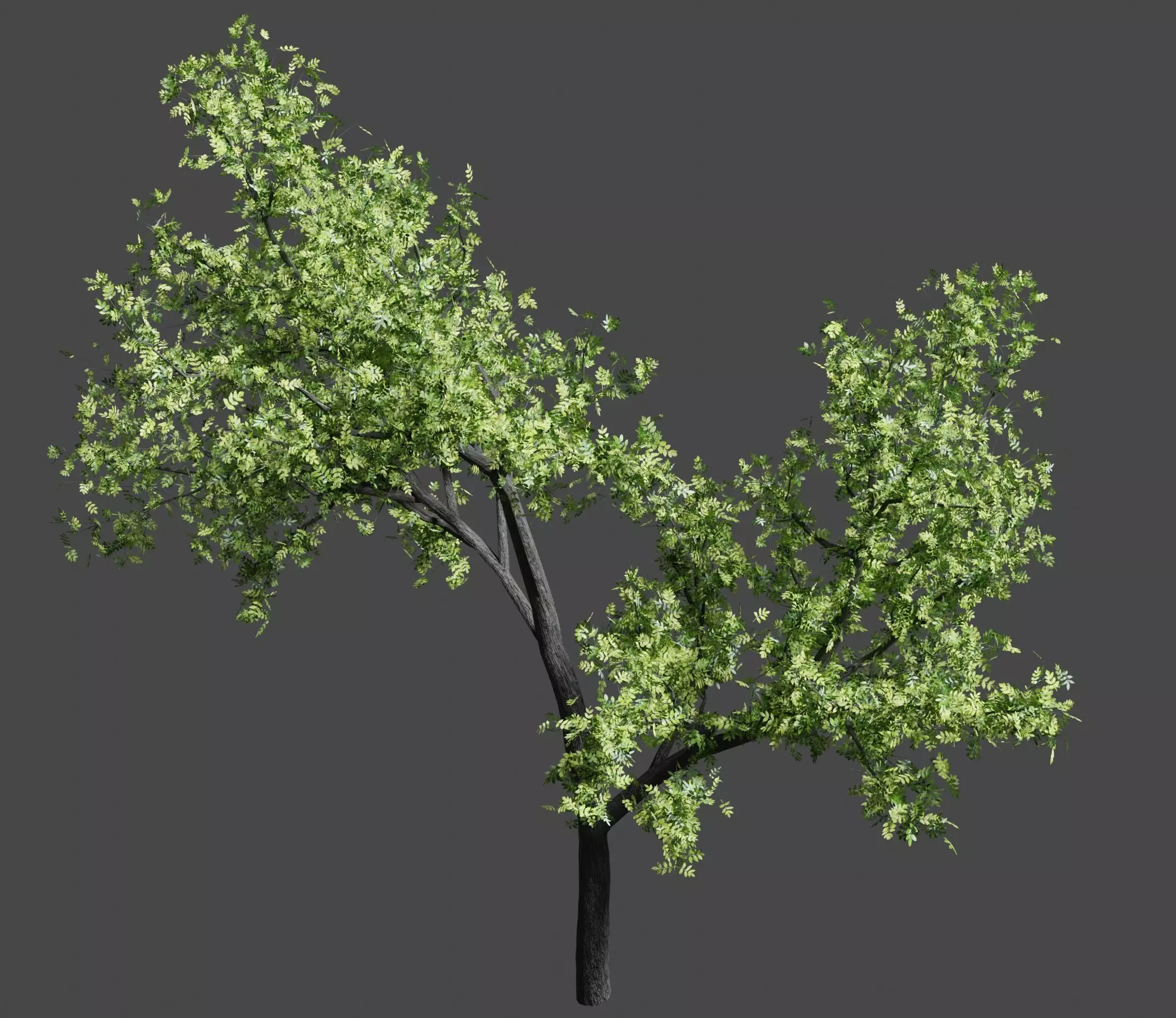 Ash-leaved tree ver 0-0 3D model_0