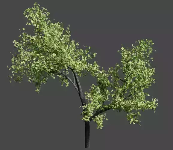 Ash-leaved tree ver 0-0