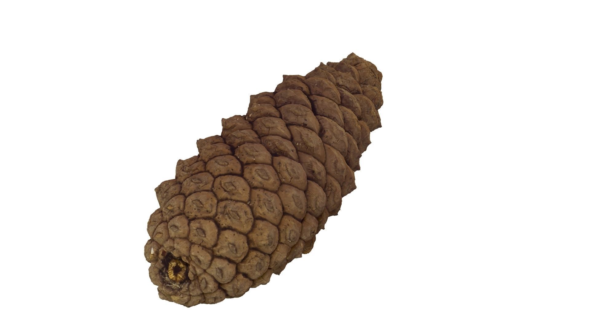 Pine Cone - Extreme Definition Scanned 3D model_16
