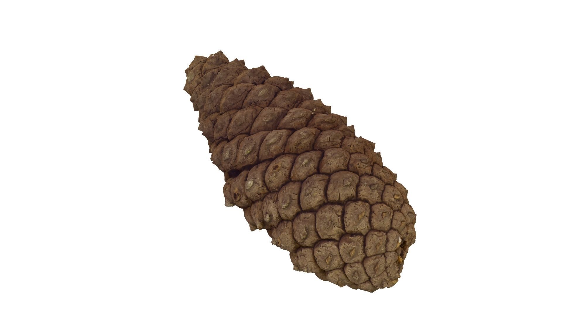 Pine Cone - Extreme Definition Scanned 3D model_19