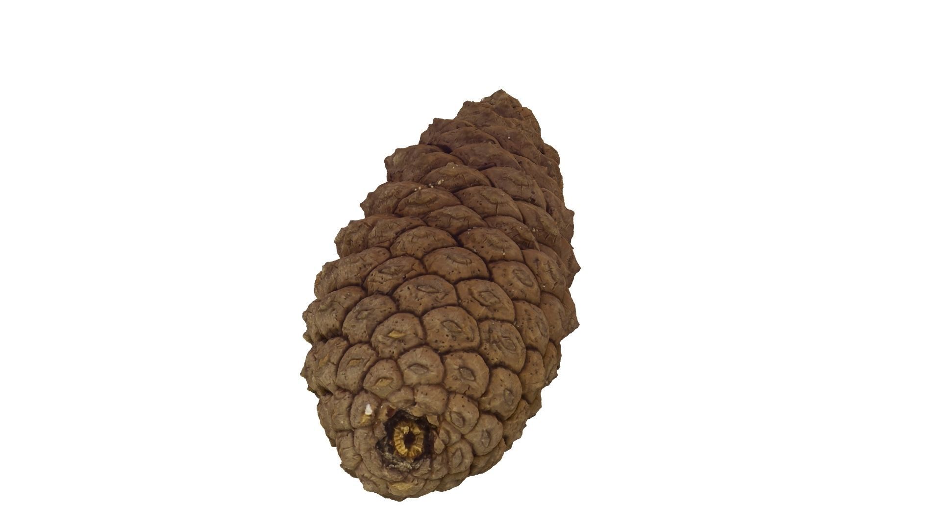 Pine Cone - Extreme Definition Scanned 3D model_17
