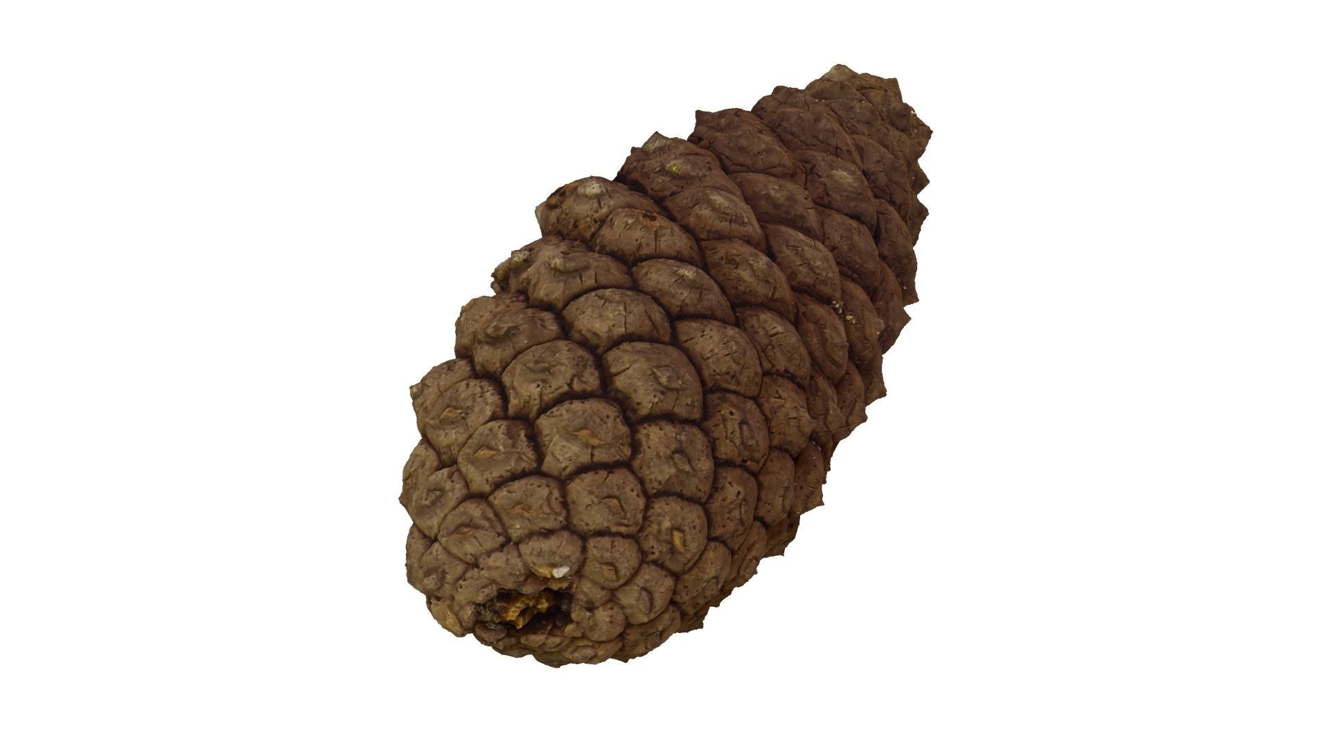 Pine Cone - Extreme Definition Scanned 3D model_8