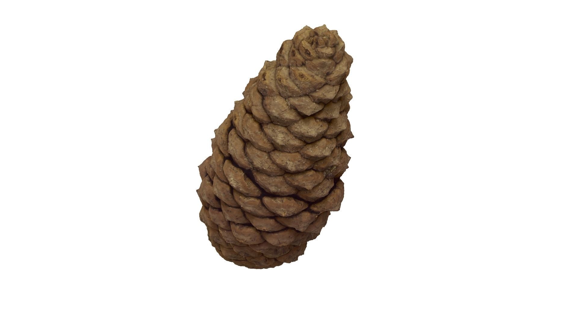 Pine Cone - Extreme Definition Scanned 3D model_12