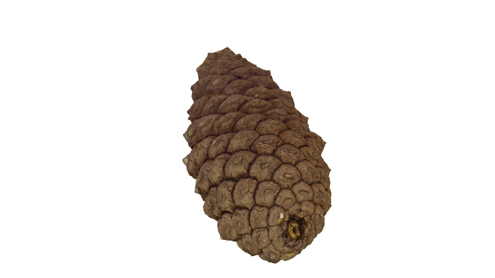 Pine Cone - Extreme Definition Scanned 3D model_18