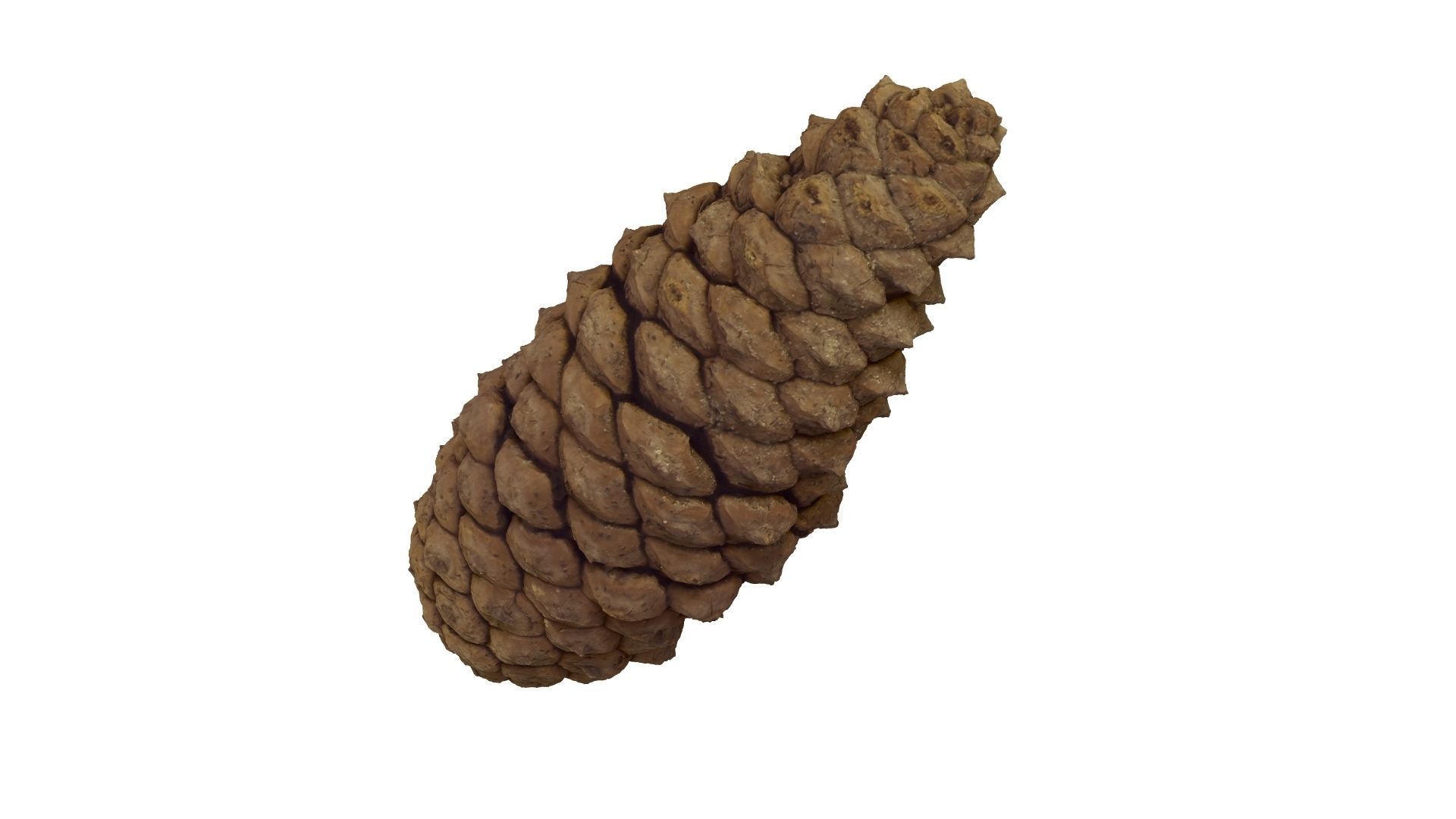Pine Cone - Extreme Definition Scanned 3D model_13