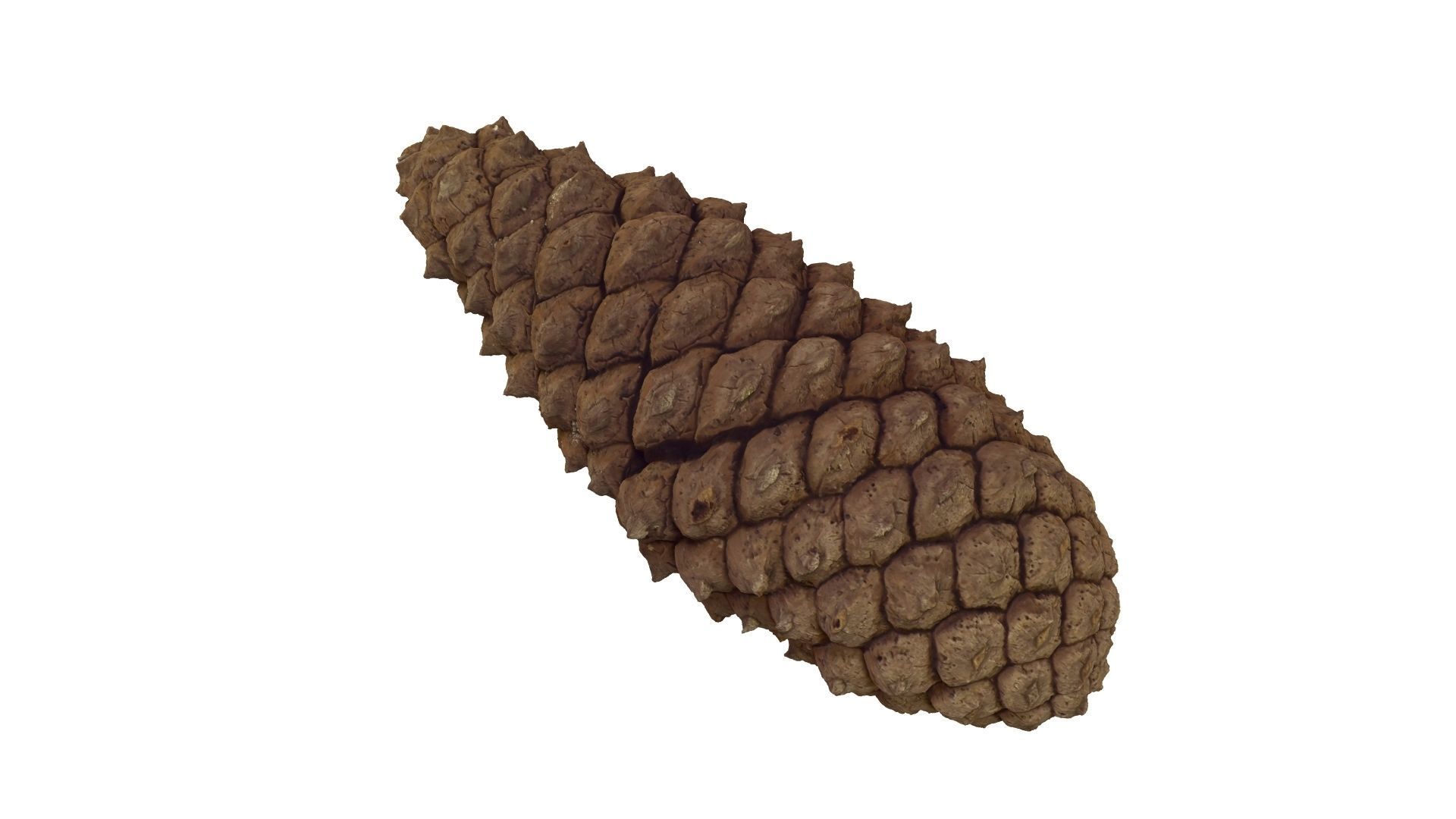 Pine Cone - Extreme Definition Scanned 3D model_20