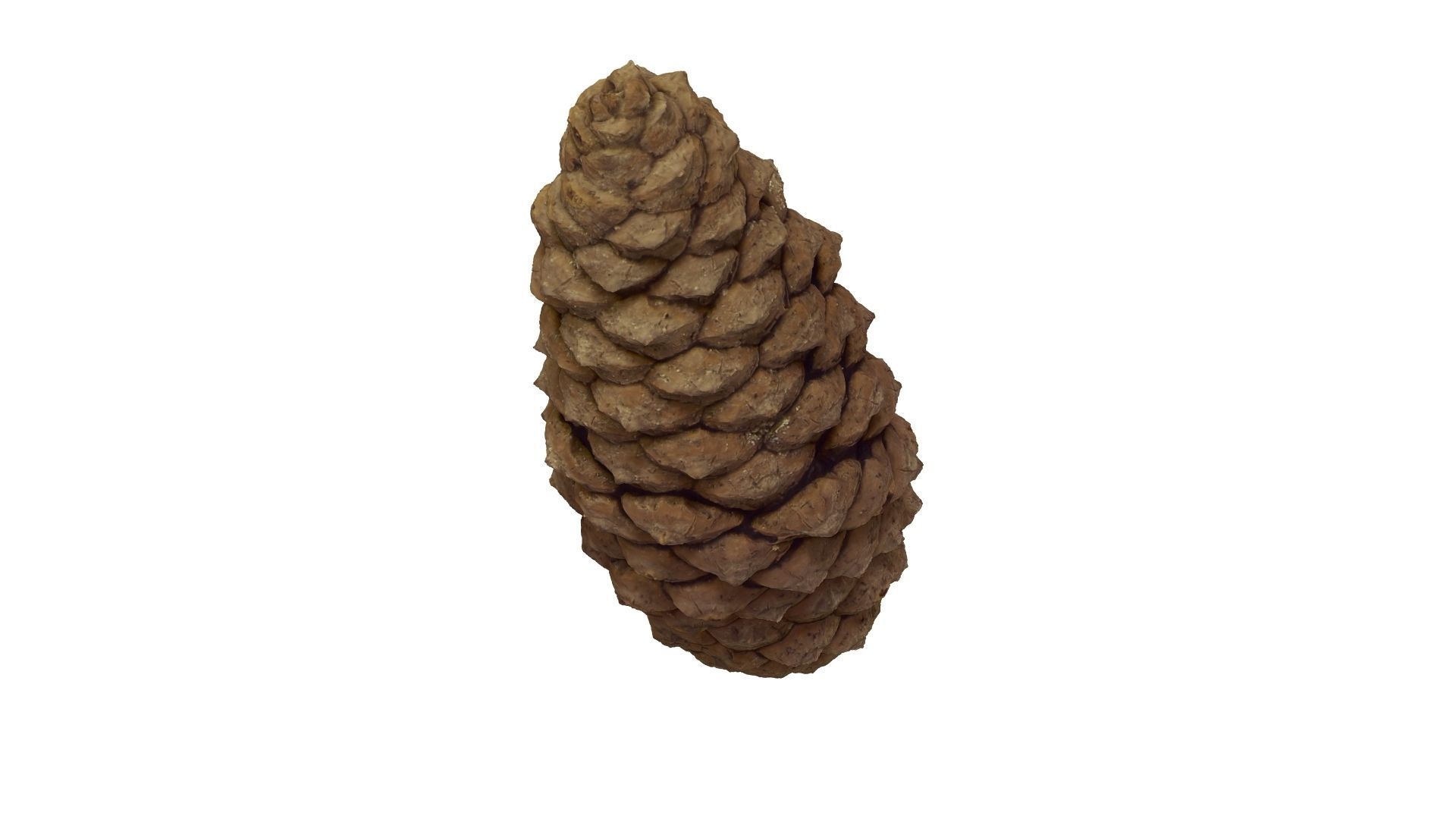 Pine Cone - Extreme Definition Scanned 3D model_11