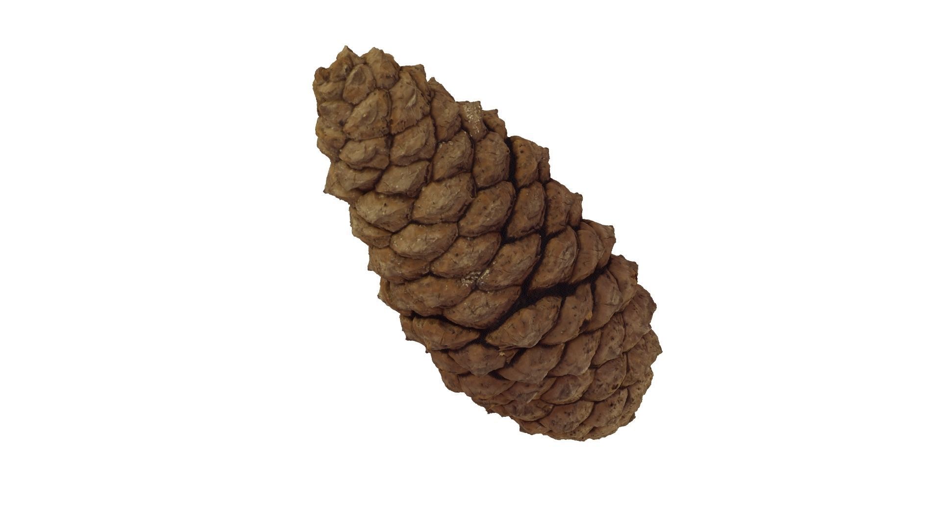 Pine Cone - Extreme Definition Scanned 3D model_3