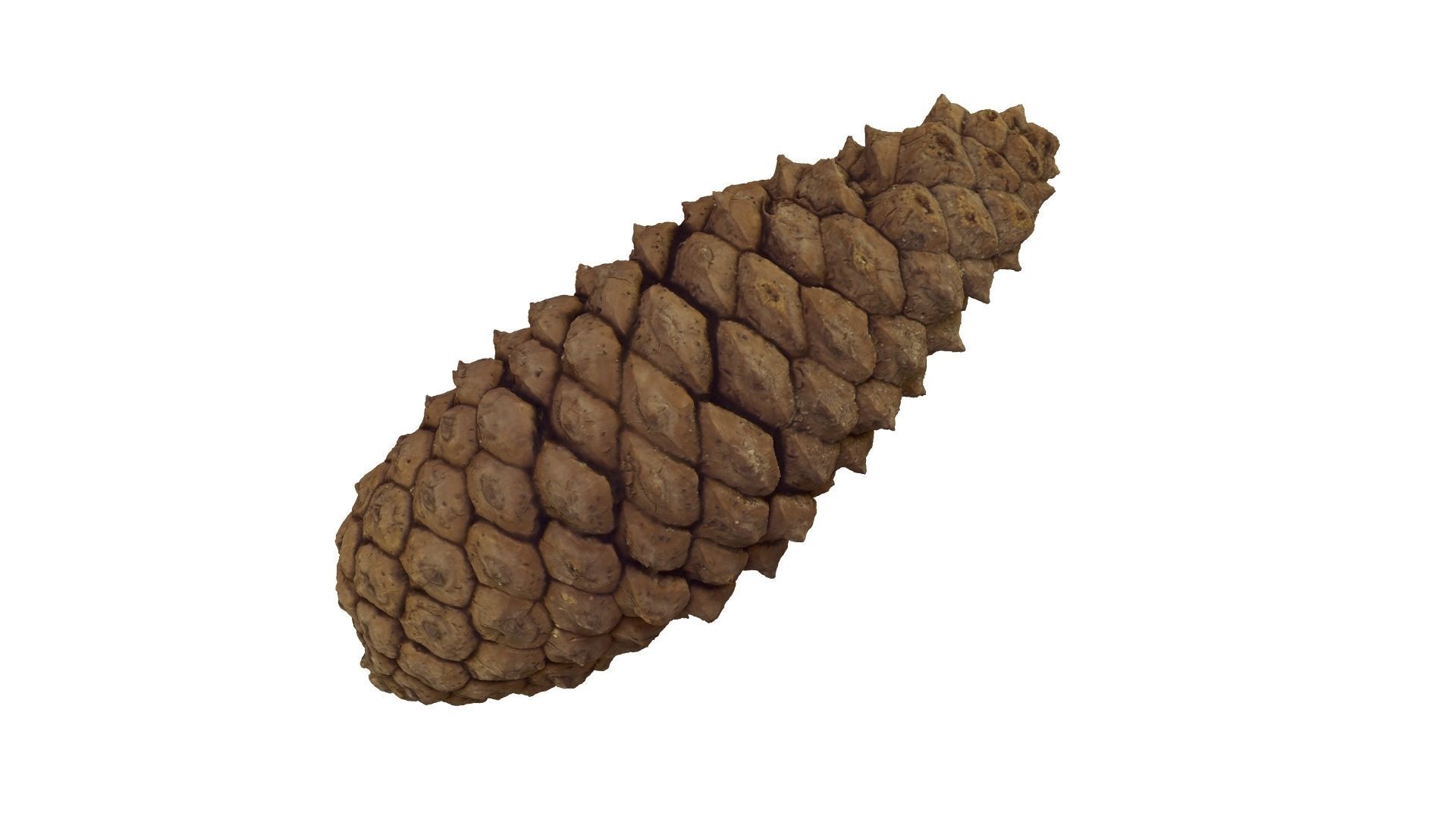 Pine Cone - Extreme Definition Scanned 3D model_14