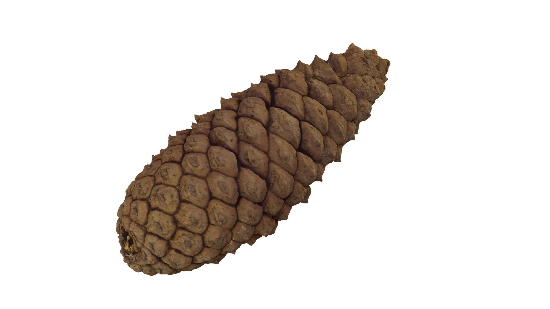 Pine Cone - Extreme Definition Scanned 3D model_15