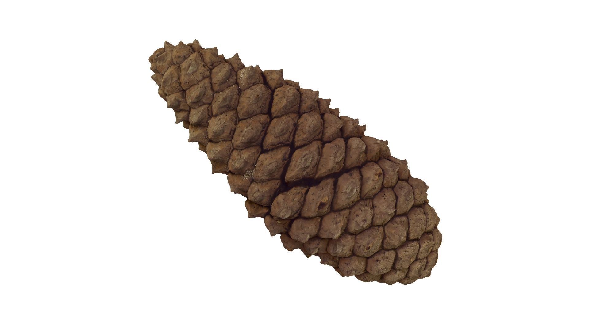 Pine Cone - Extreme Definition Scanned 3D model_21