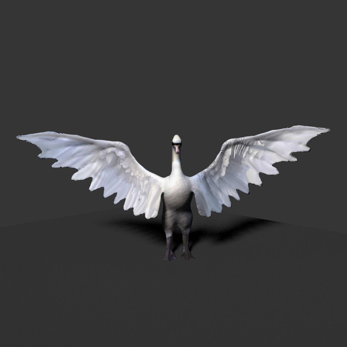 white swan 3D model_4