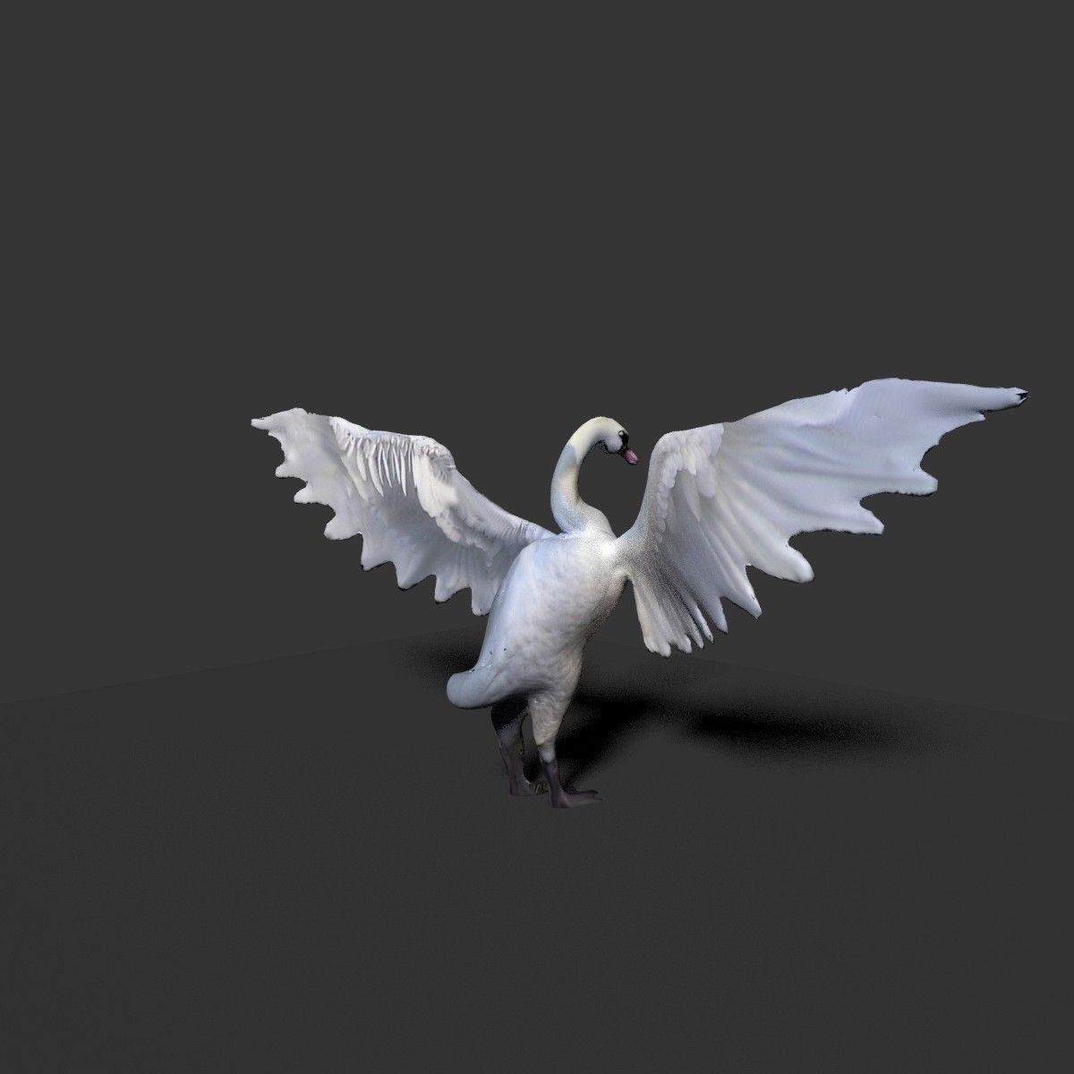 white swan 3D model_2